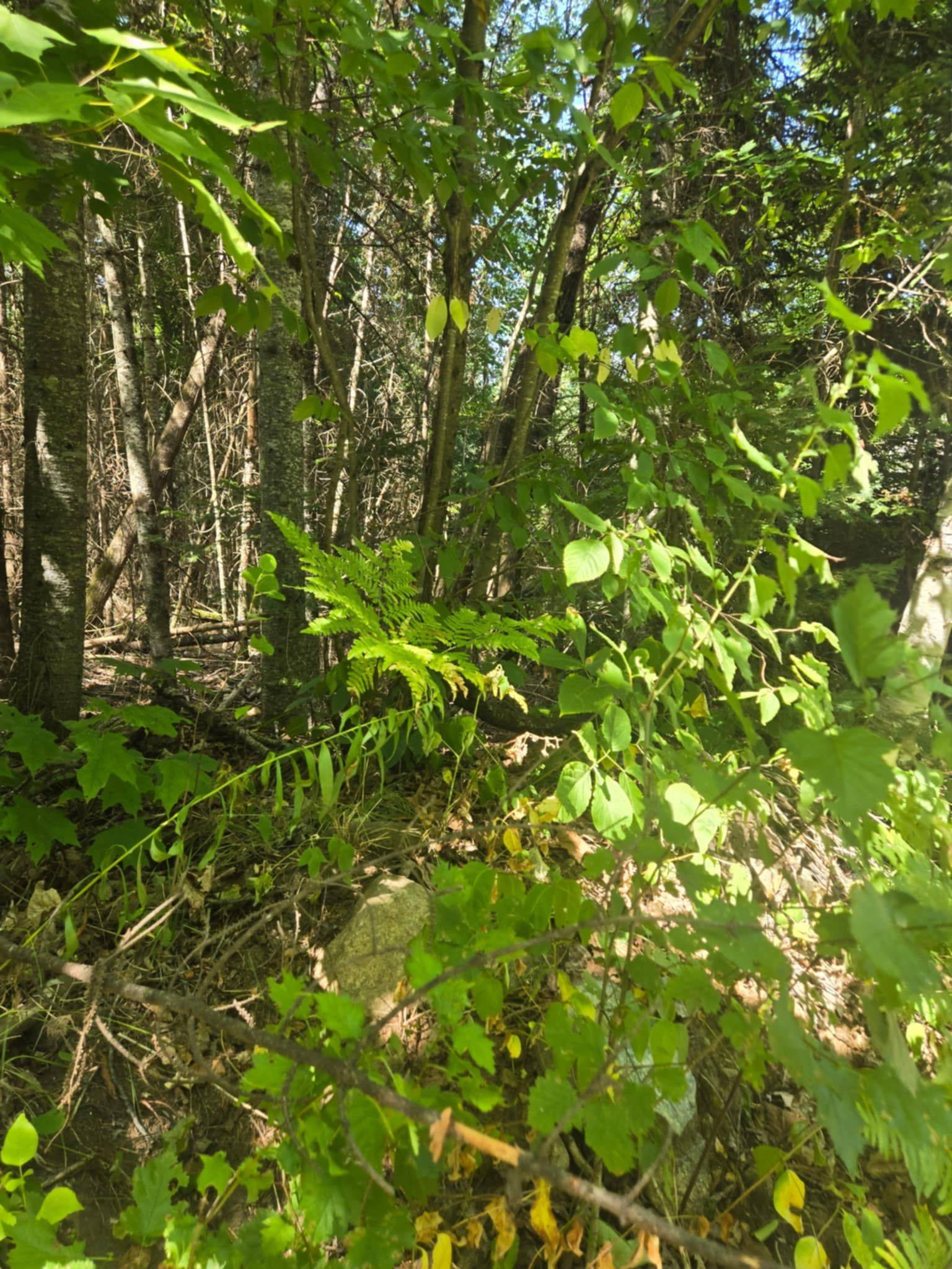 Highlands East, ON K0L 3C0,0 MacDuff Road Acres E