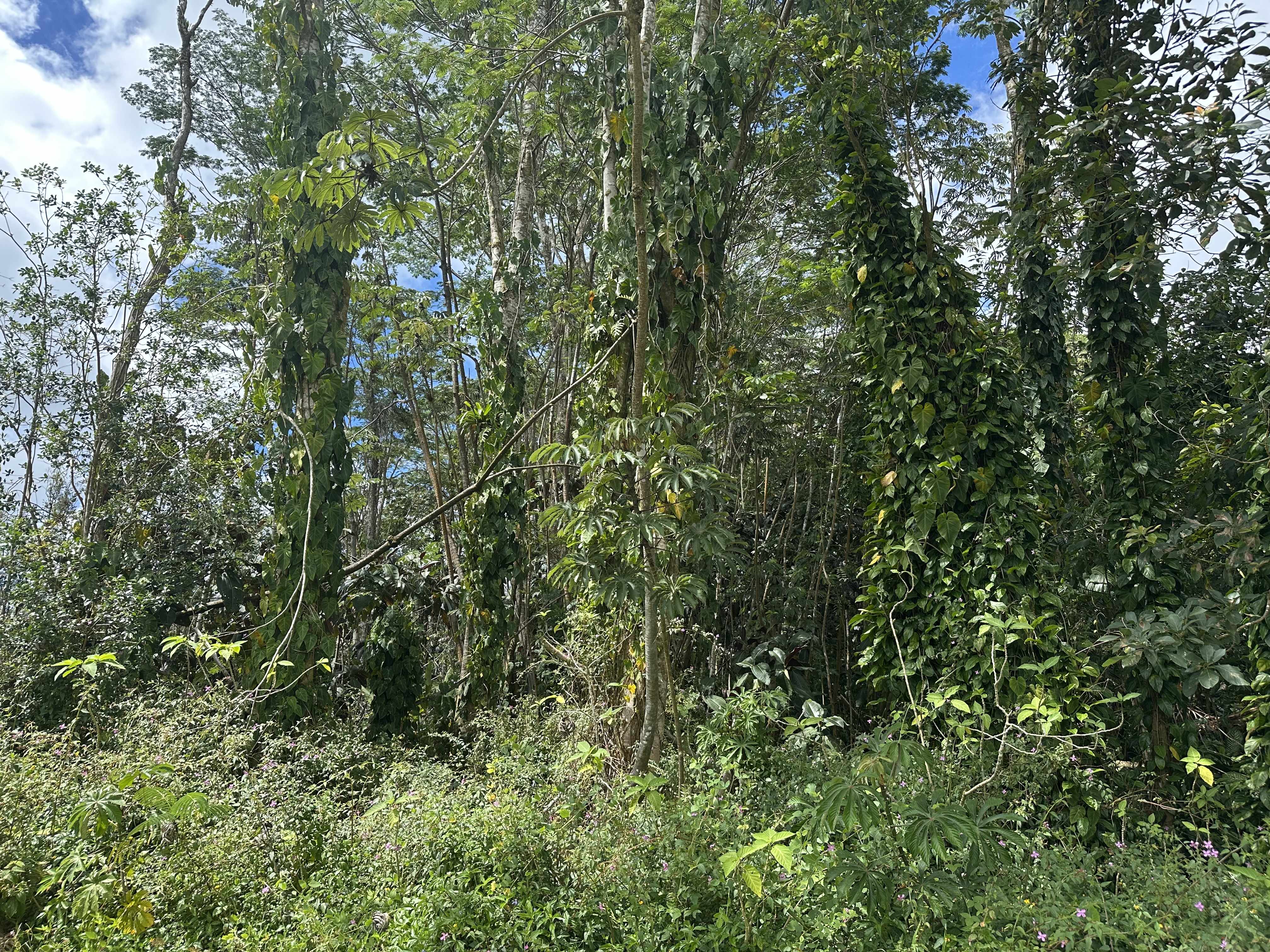 Pahoa, HI 96778,HYLA CIRCLE