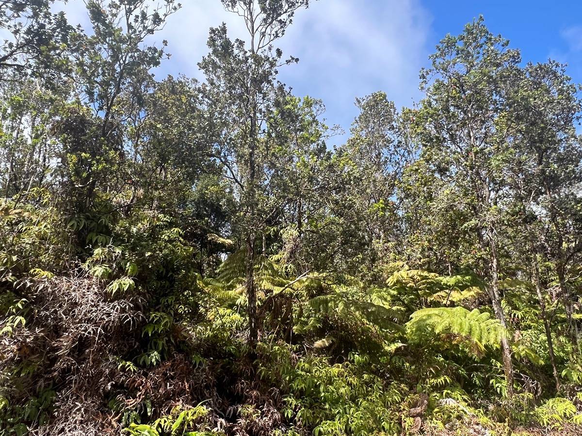 Volcano, HI 96785,ALA OHIA ST