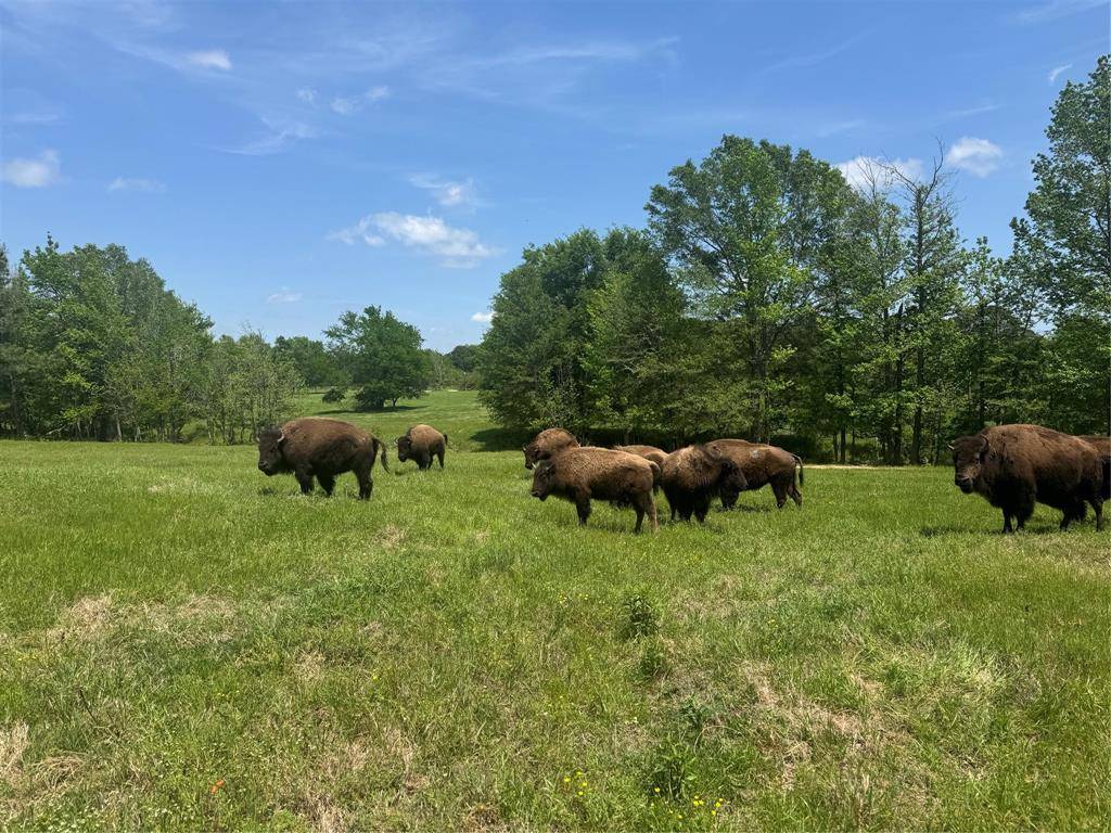 Gilmer, TX 75644,12403 FM 1975 #Parcel C