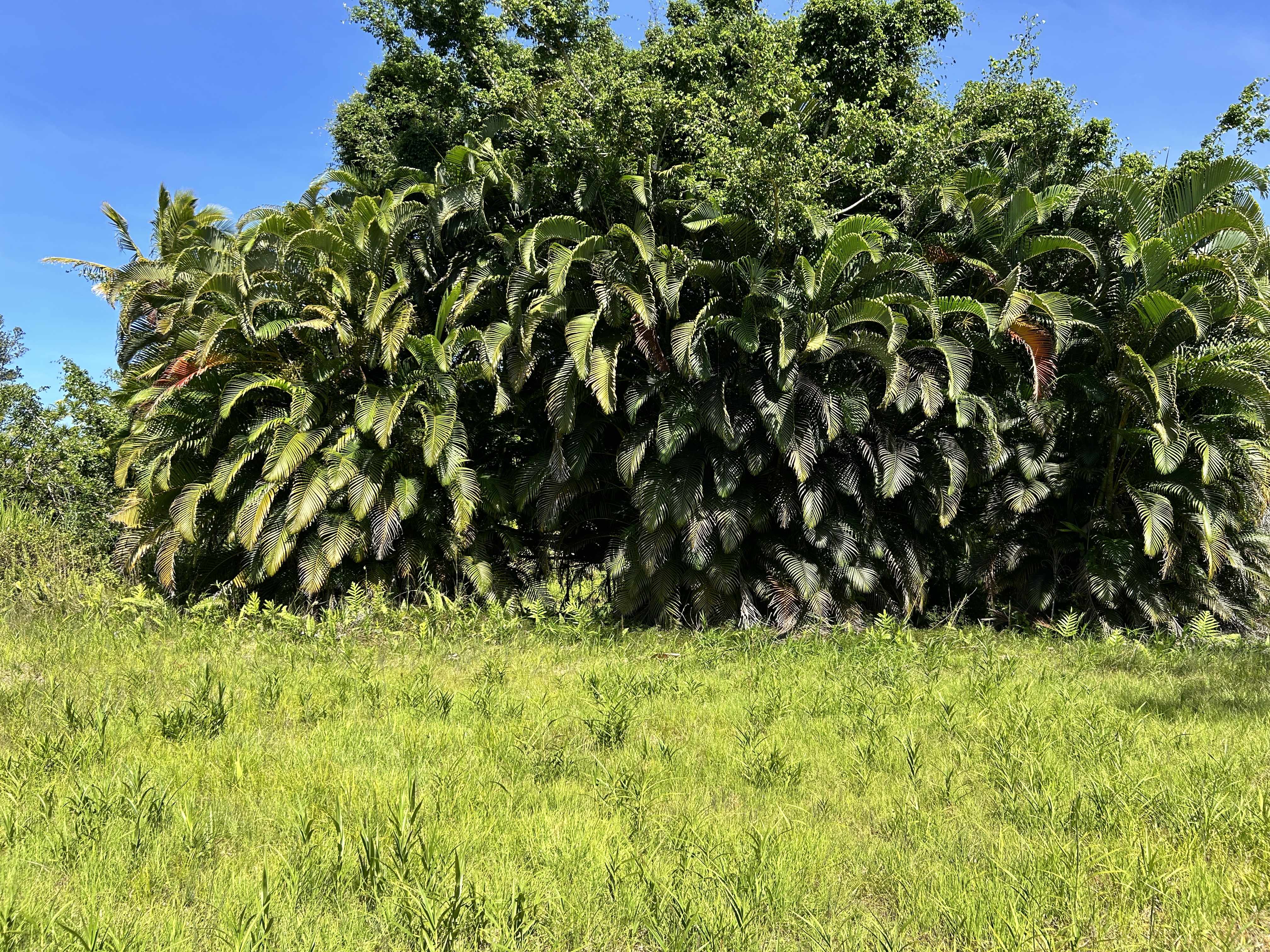 Pahoa, HI 96778,ALOHA DR