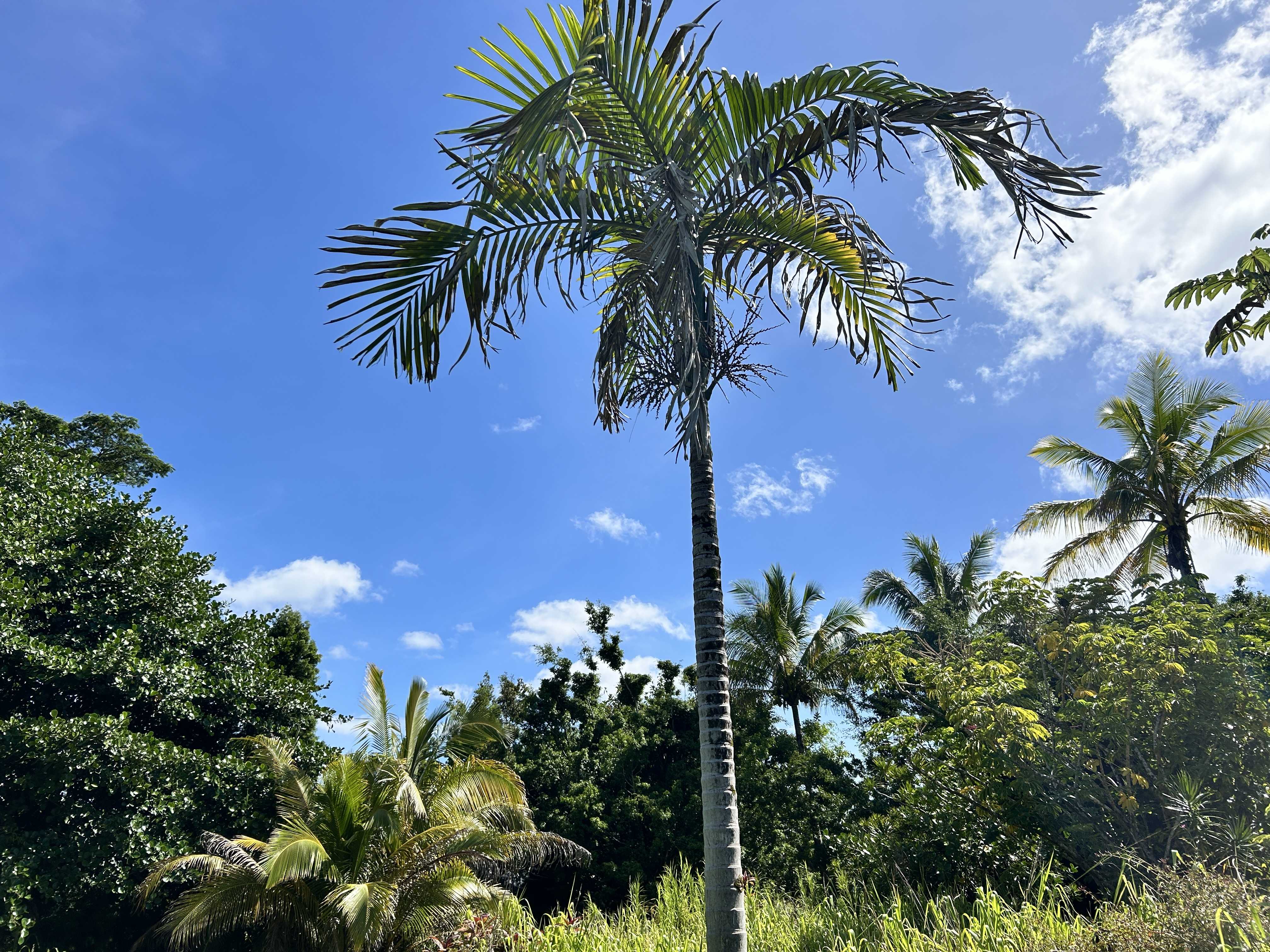 Pahoa, HI 96778,UILANI DR