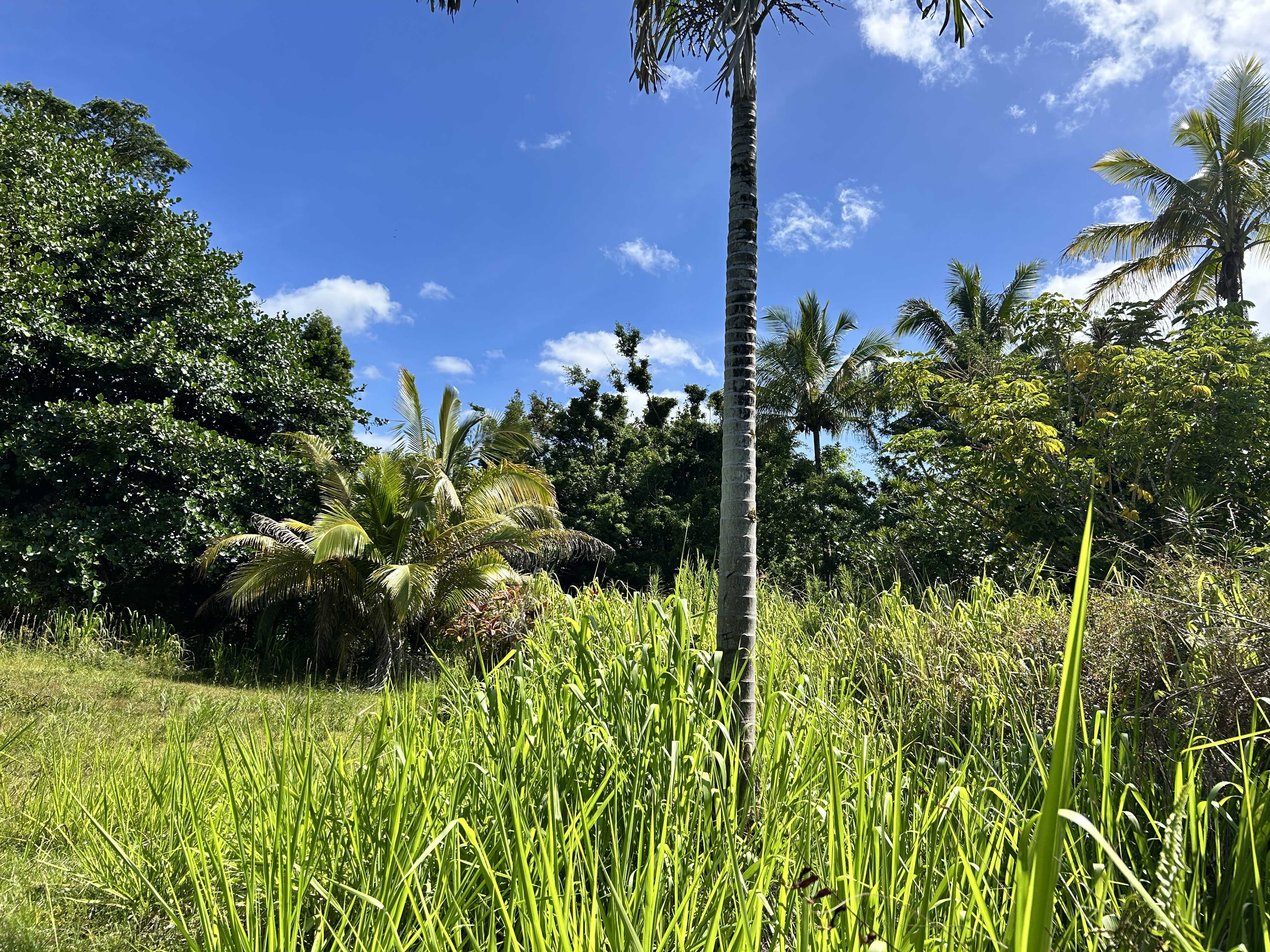 Pahoa, HI 96778,UILANI DR