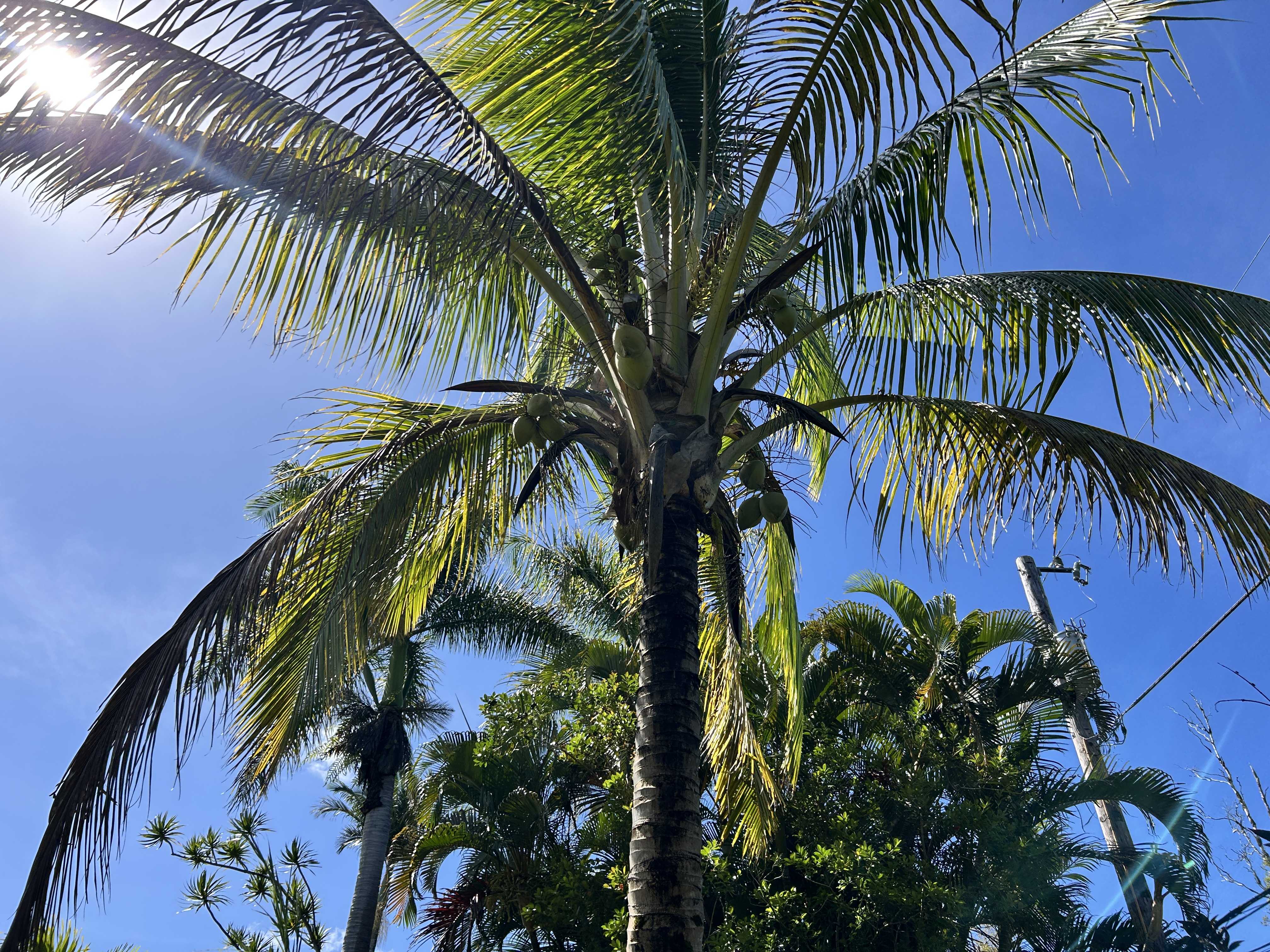 Pahoa, HI 96778,UILANI DR