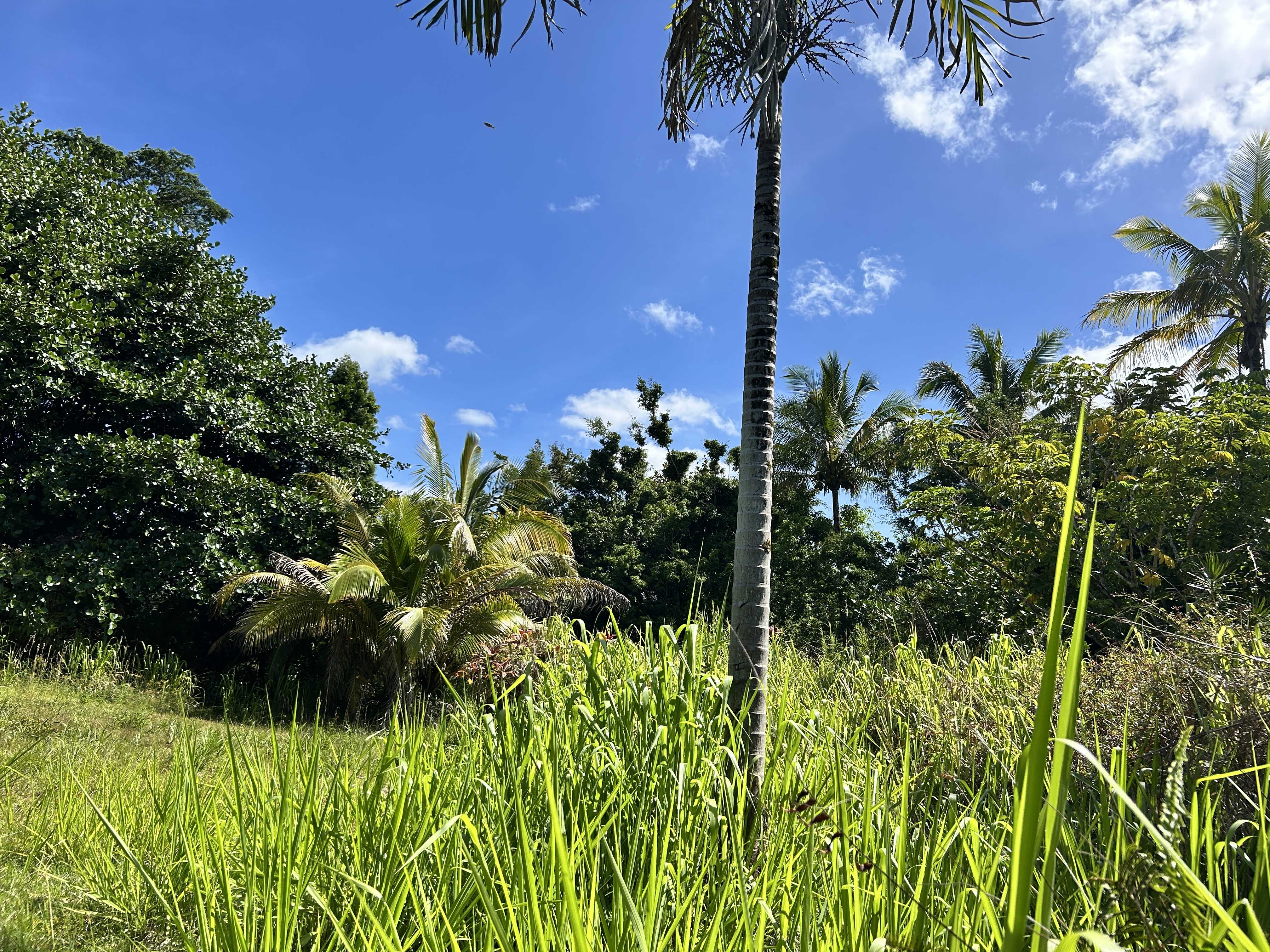 Pahoa, HI 96778,UILANI DR