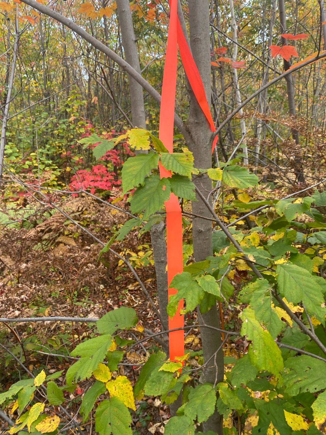 Englehart, ON P0J 1H0,L1C1 54R-6371 Catharine RD