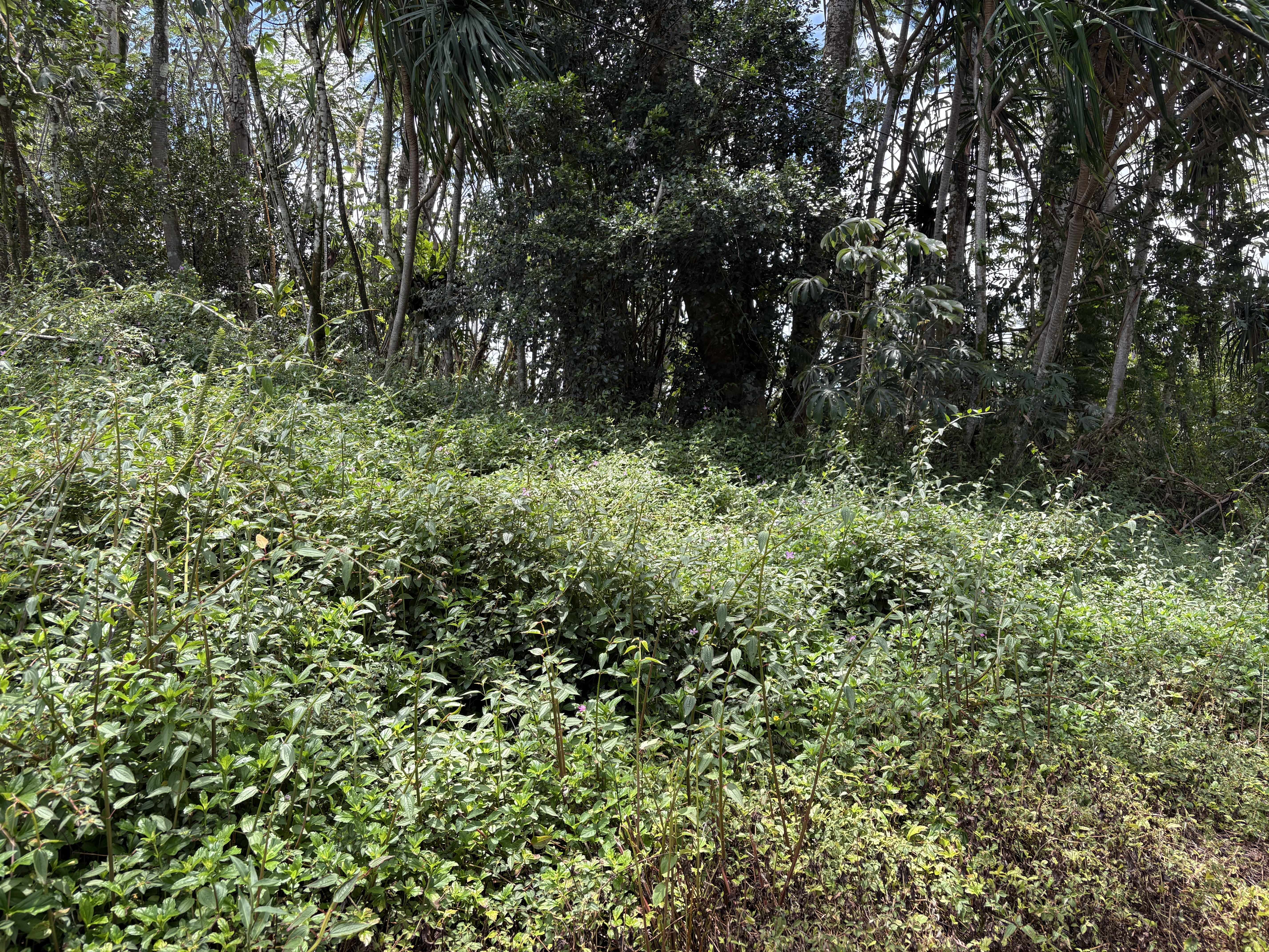 Pahoa, HI 96778,15-281 KAHAKAI BLVD