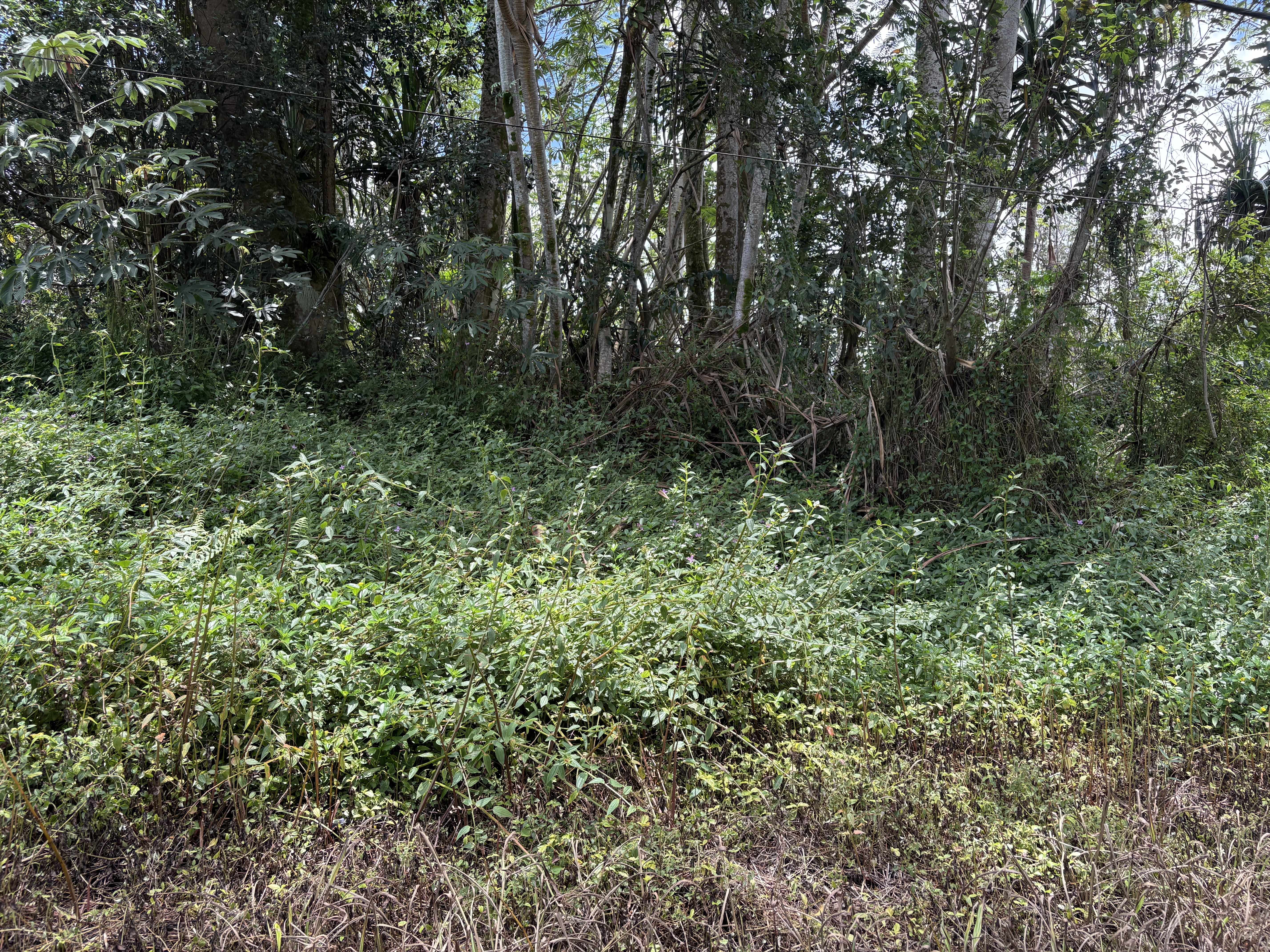 Pahoa, HI 96778,15-281 KAHAKAI BLVD