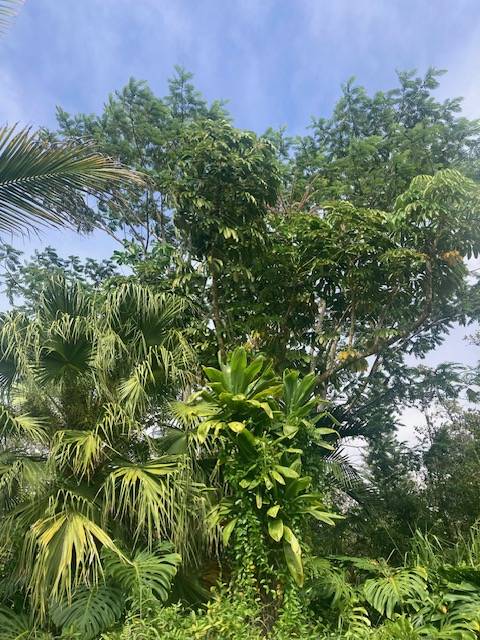 Pahoa, HI 96778,KING KAMEHAMEHA BLVD