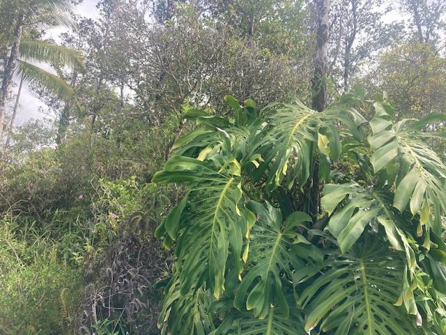 Pahoa, HI 96778,KING KAMEHAMEHA BLVD