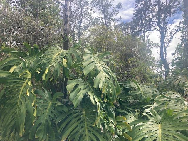 Pahoa, HI 96778,KING KAMEHAMEHA BLVD