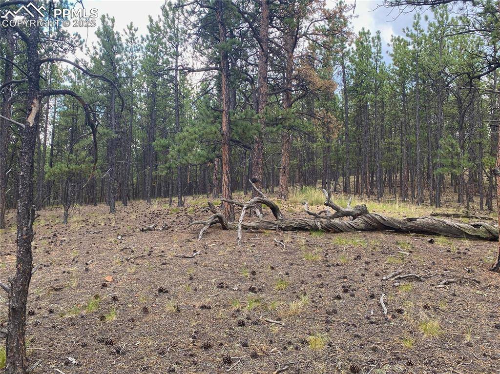 Florissant, CO 80816,60 Pickens RD