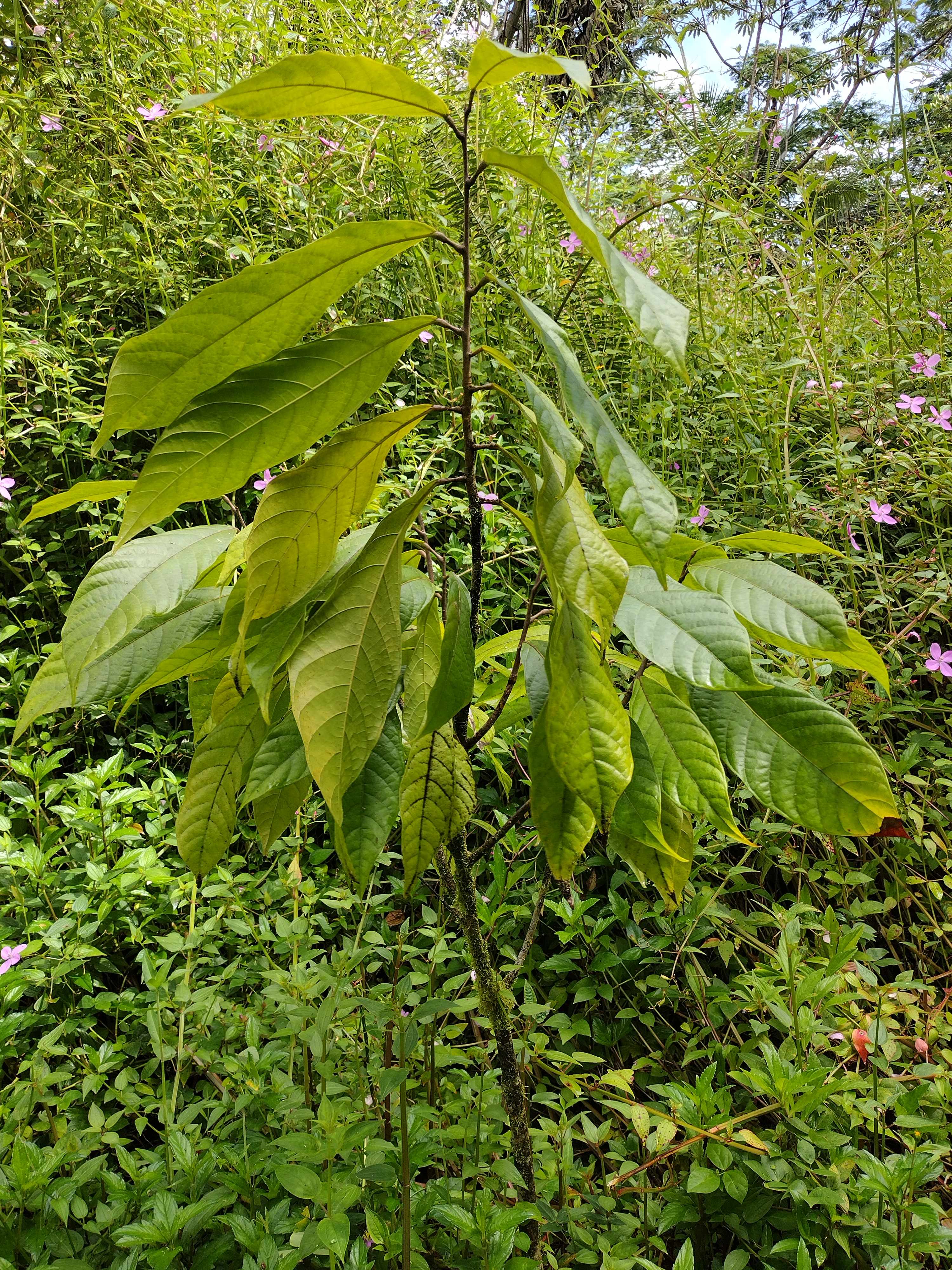 Pahoa, HI 96778,13-3486 MAILE ST