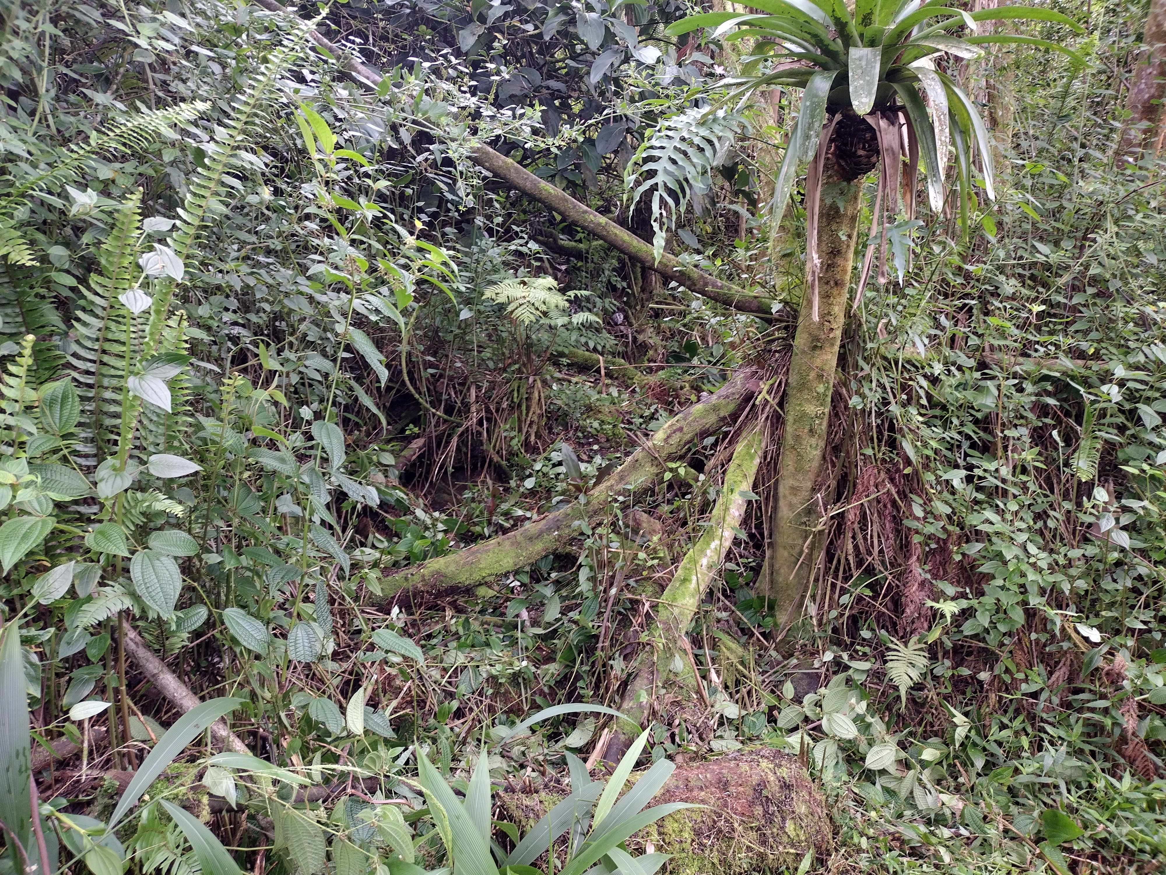 Pahoa, HI 96778,13-3486 MAILE ST