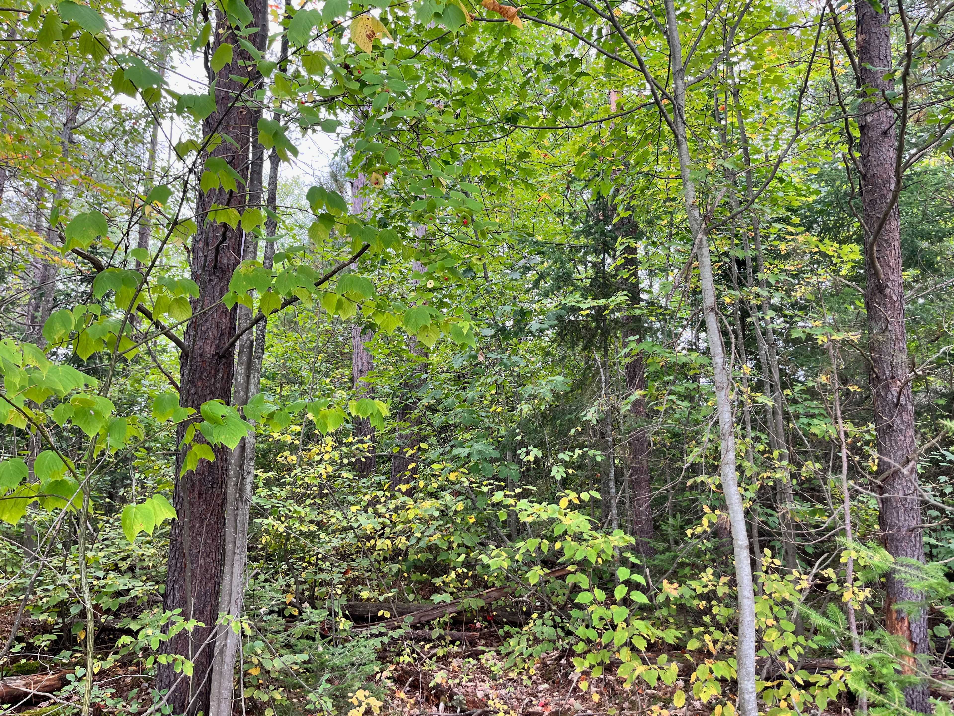Madawaska Valley, ON K0J 1B0,Lot 35 Yantha CRES