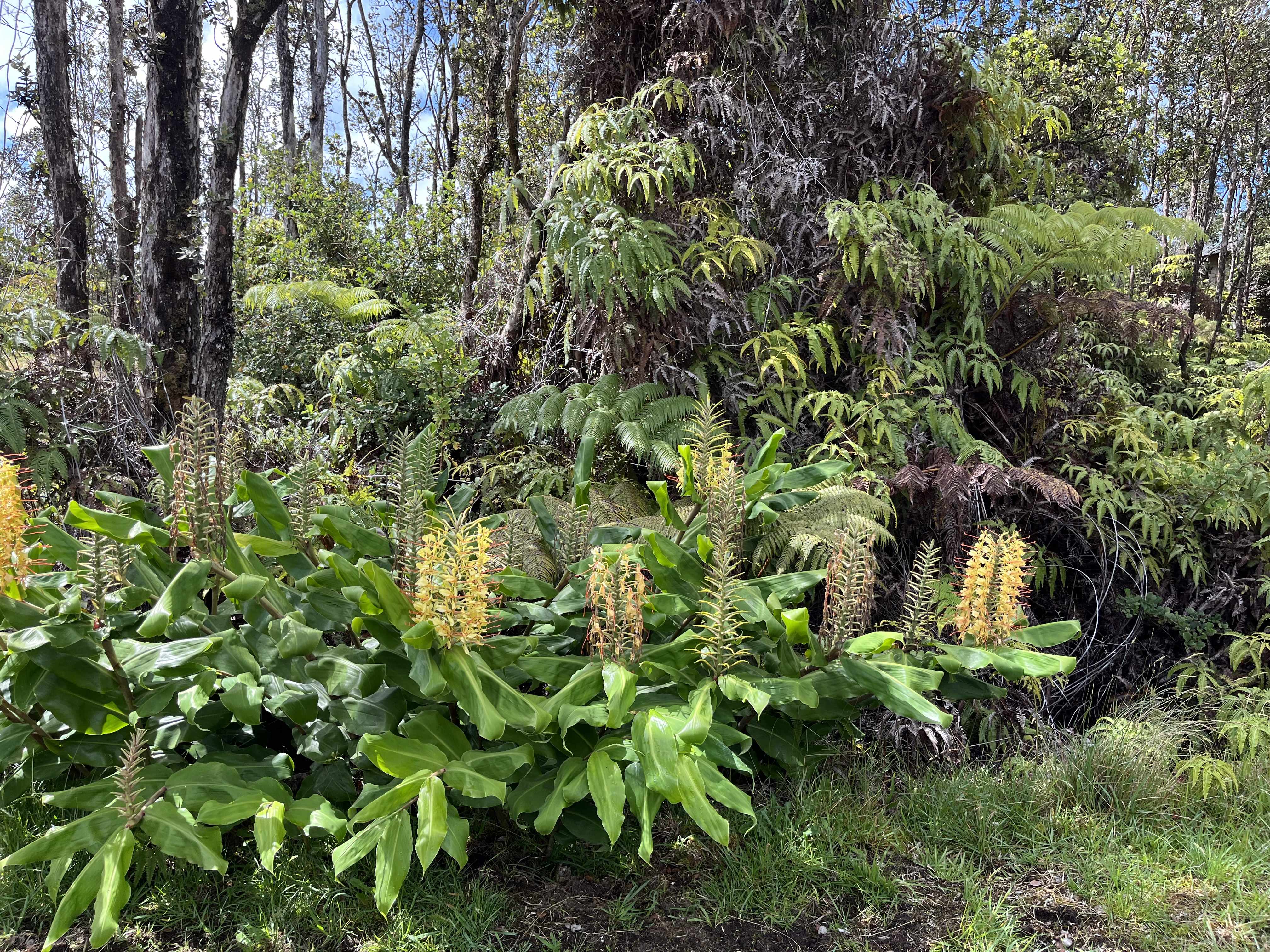 Volcano, HI 96785,MOKUNA ST