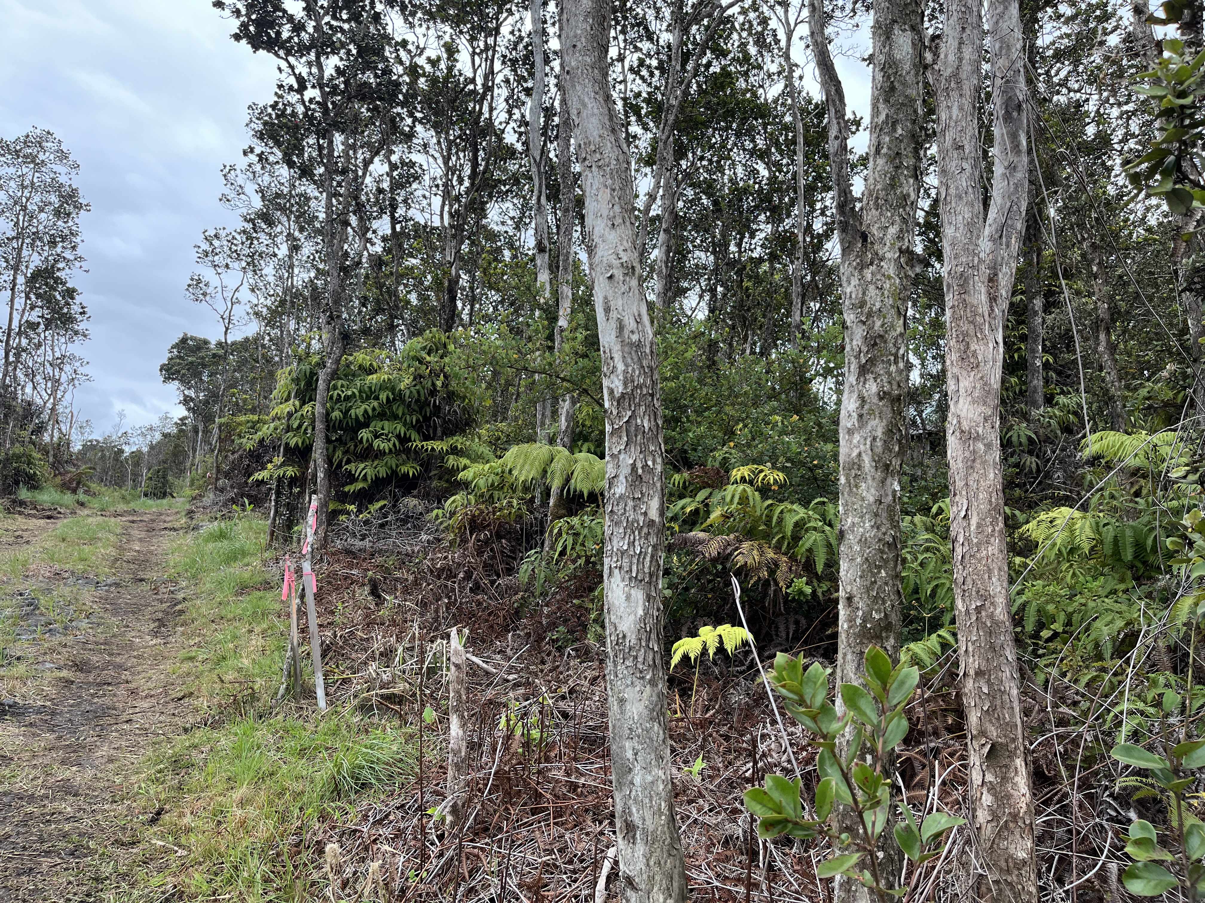 Volcano, HI 96785,MOKUNA ST