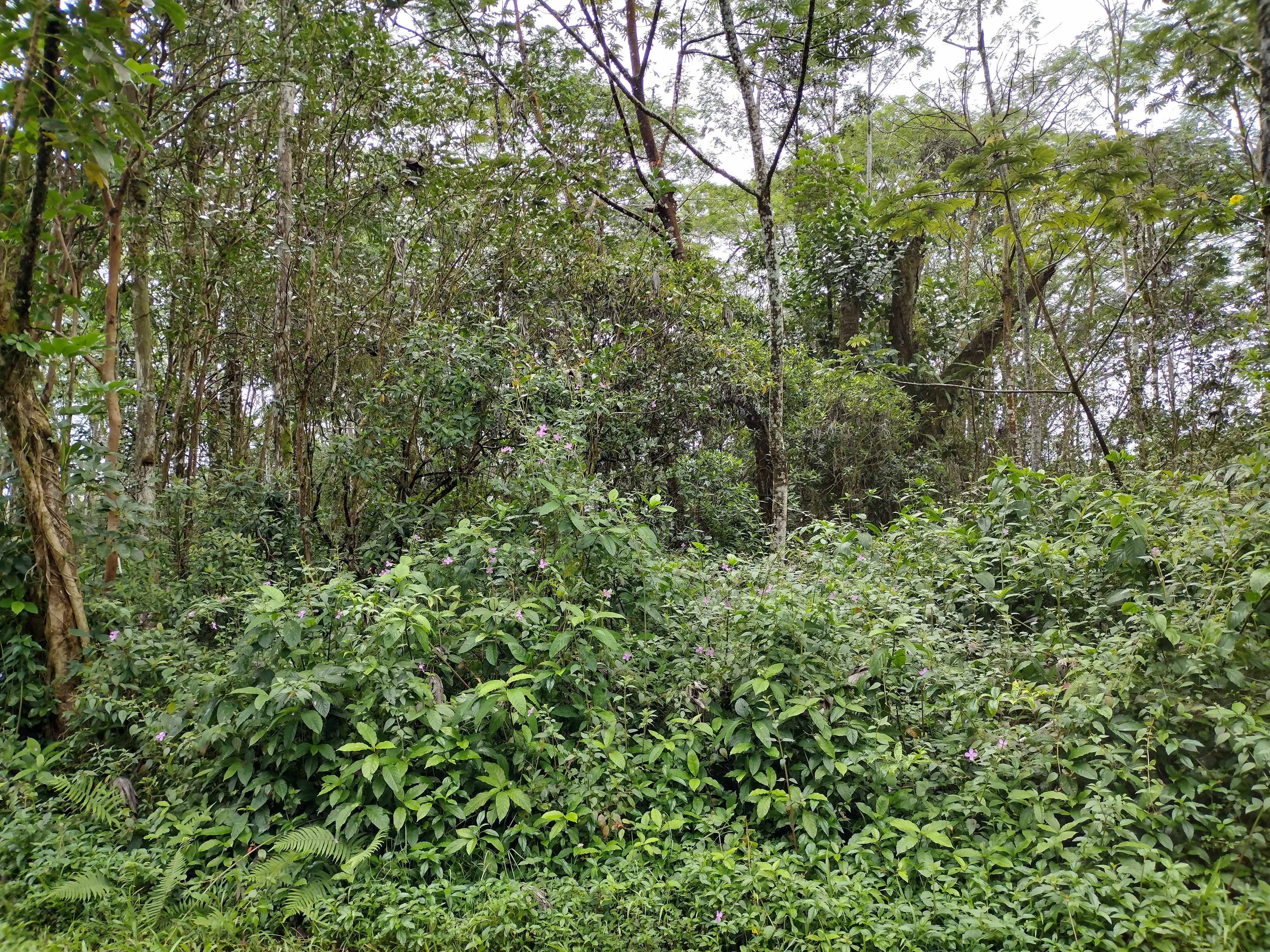 Pahoa, HI 96778,CHURCH RD