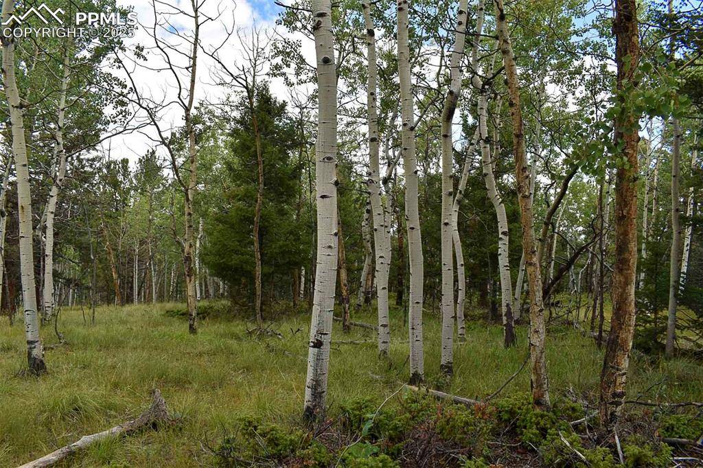 Guffey, CO 80820,205 Timberline DR