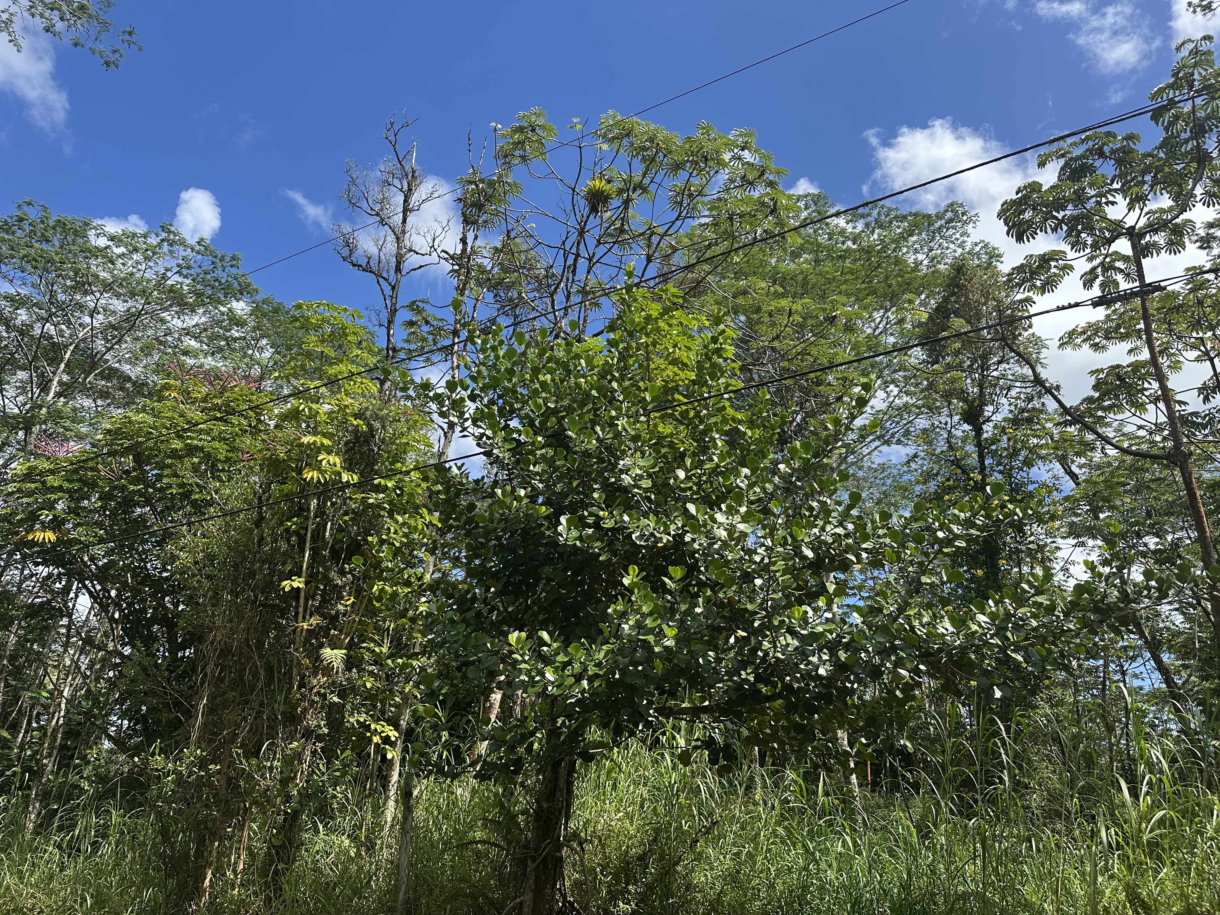 Pahoa, HI 96778,CHURCH RD