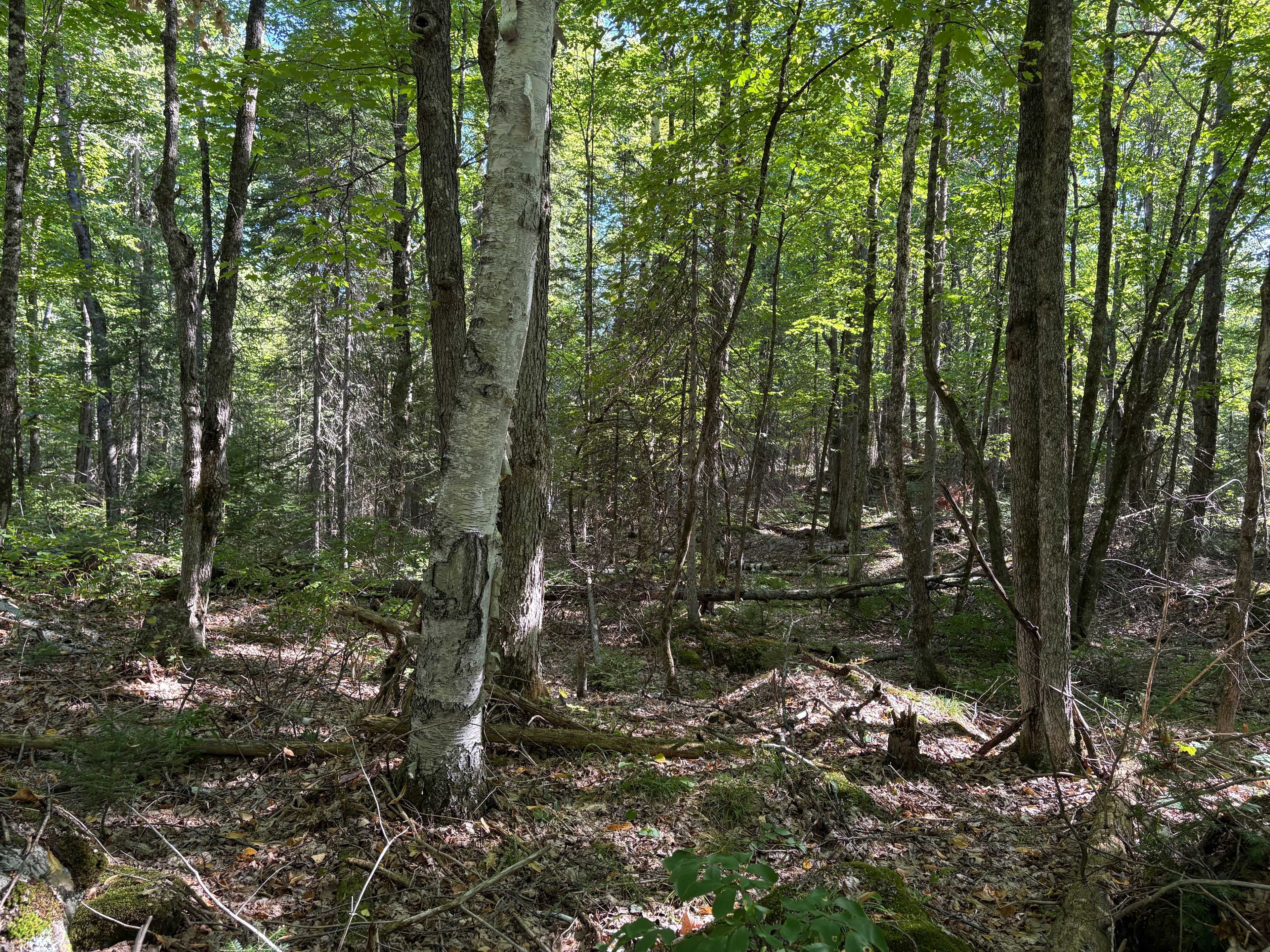 Lanark Highlands, ON K0G 1K0,0 Reids RD