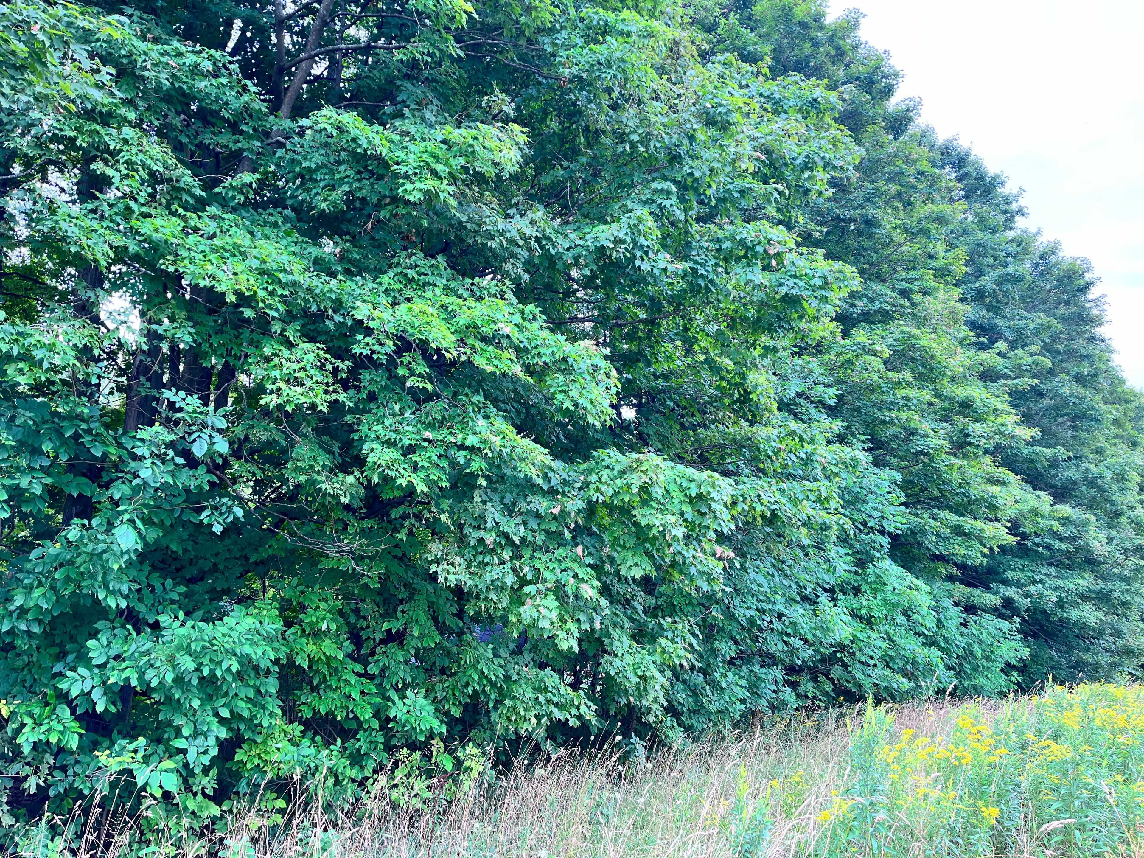 Mulmur, ON L9V 0J2,0 3rd Line