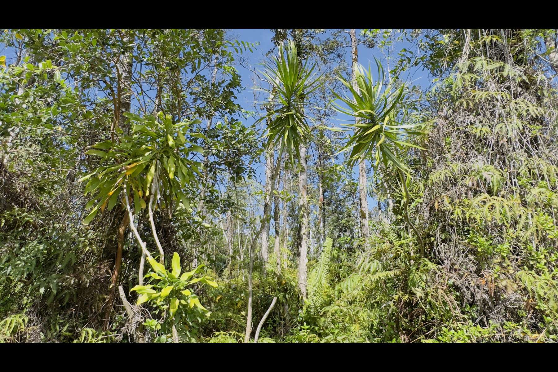 Keaau, HI 96749,13TH AVE