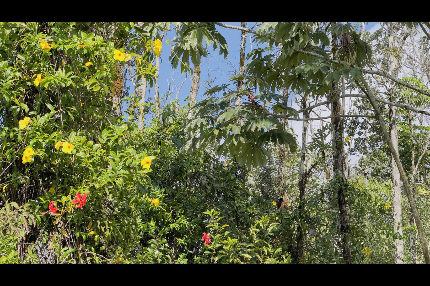 Keaau, HI 96749,13TH AVE