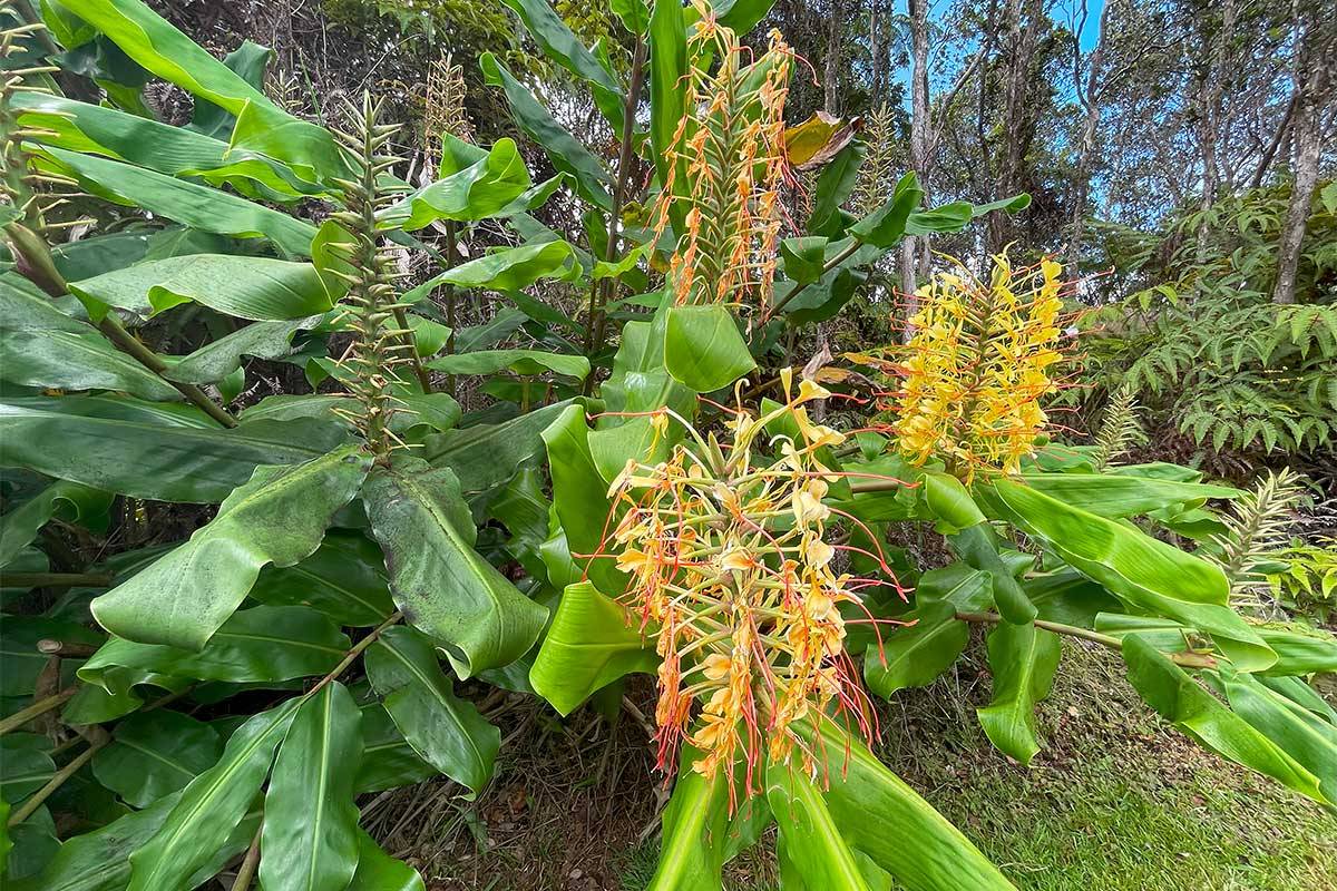 Volcano, HI 96785,8TH ST