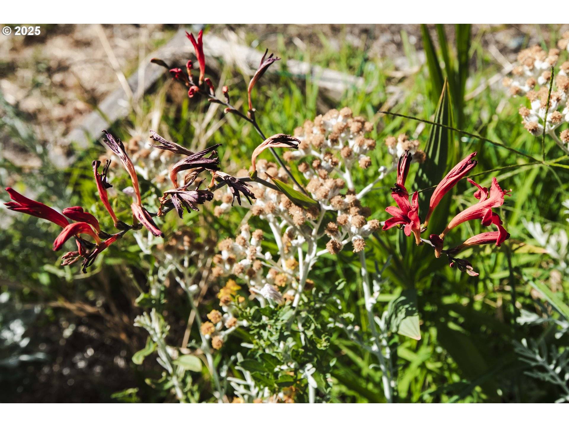 Grants Pass, OR 97526,811 NE Clyde PL NE #116 C