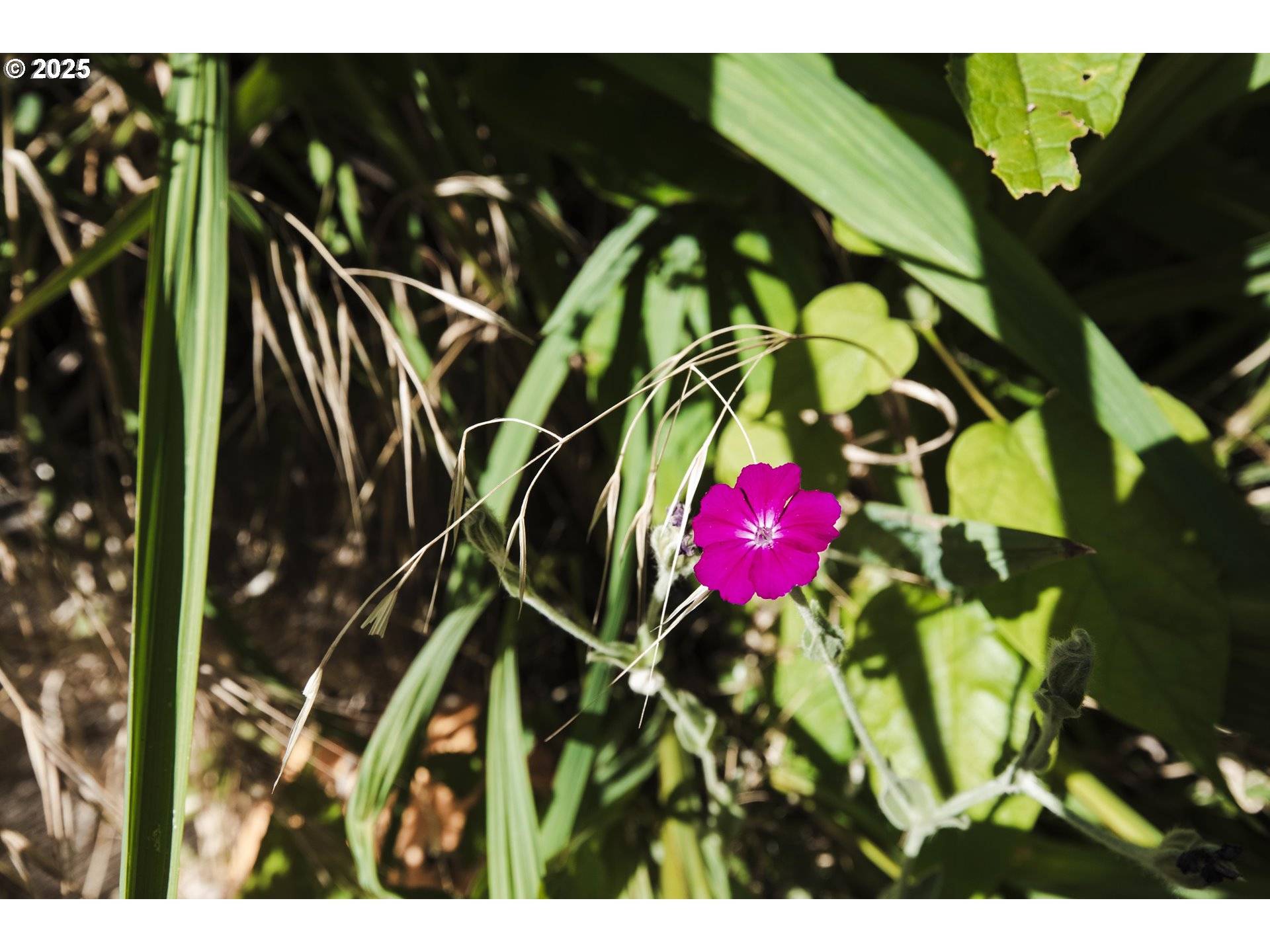 Grants Pass, OR 97526,811 NE Clyde PL NE #116 C