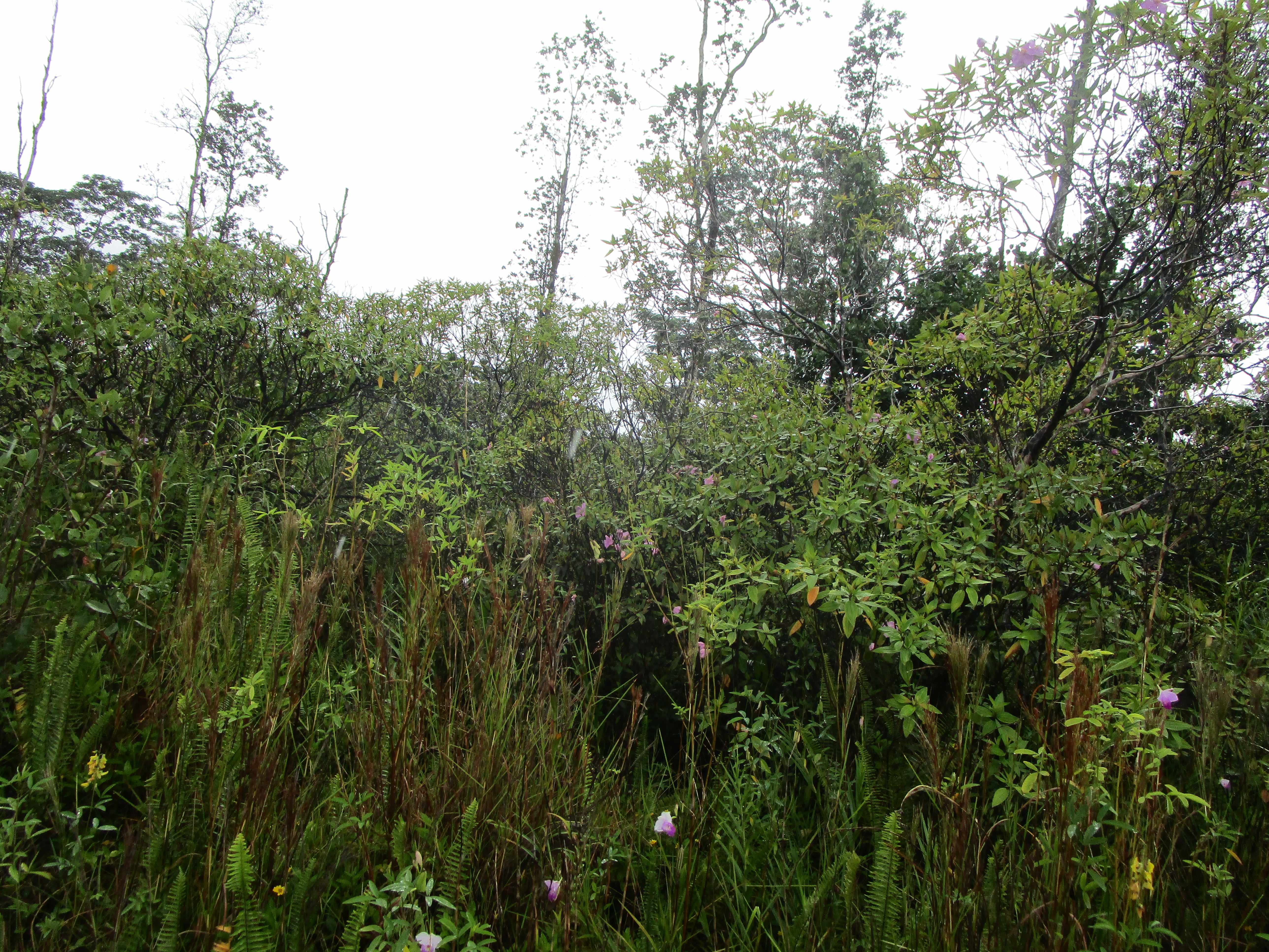 Kurtistown, HI 96760,34TH AVE