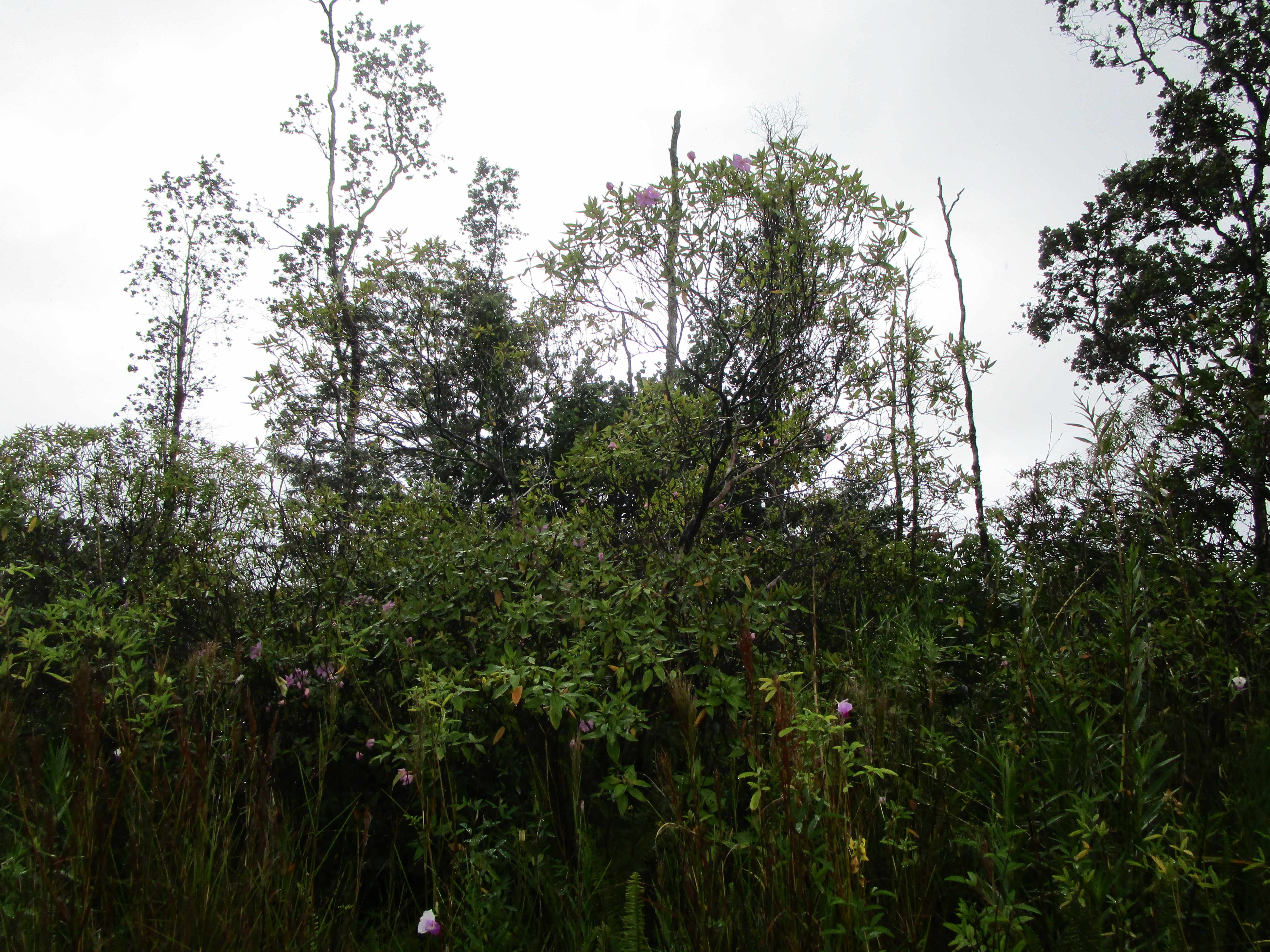 Kurtistown, HI 96760,34TH AVE