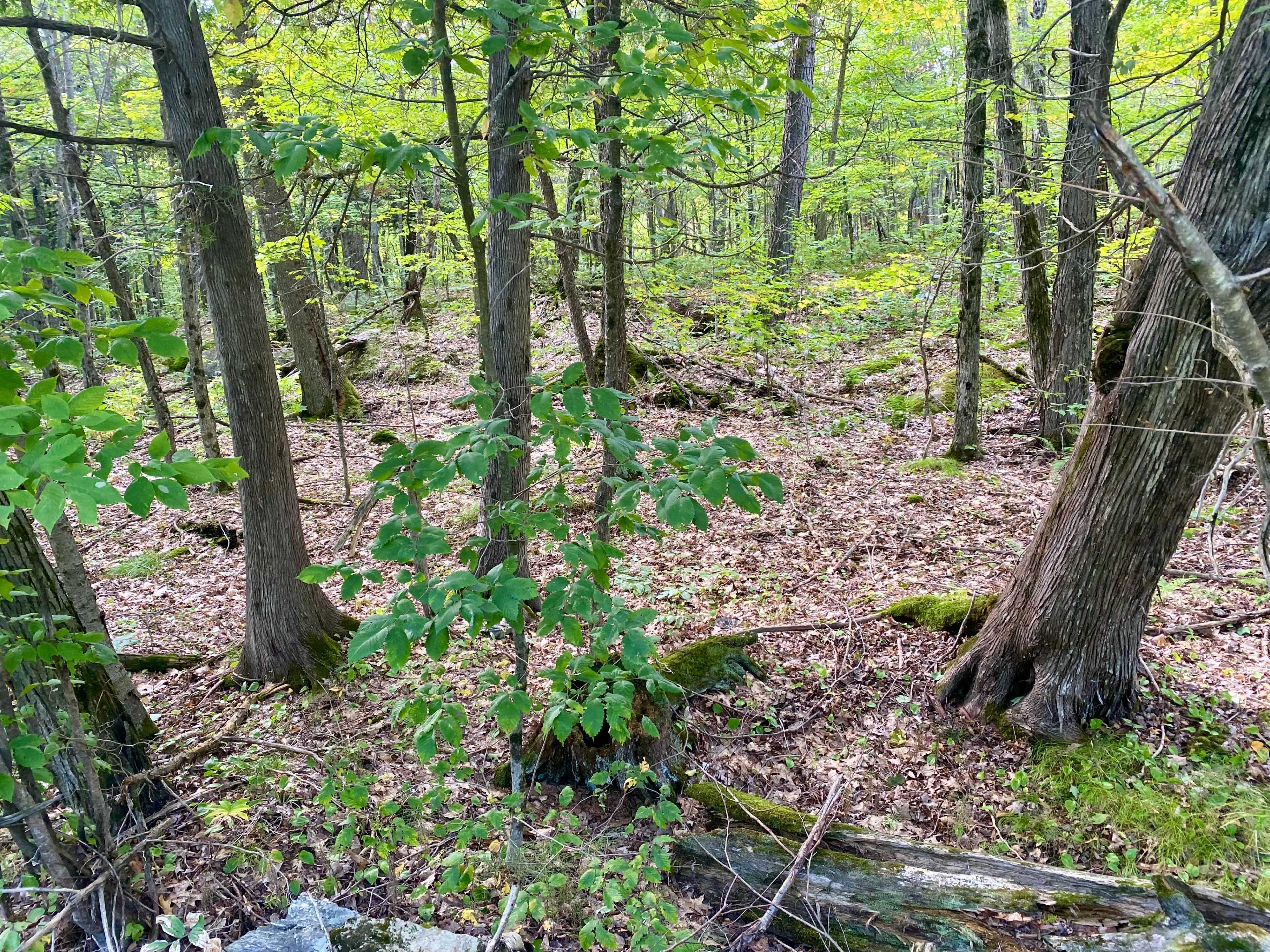 0 Clear Lake RD N, Parry Sound Remote Area, ON P0H 1A0