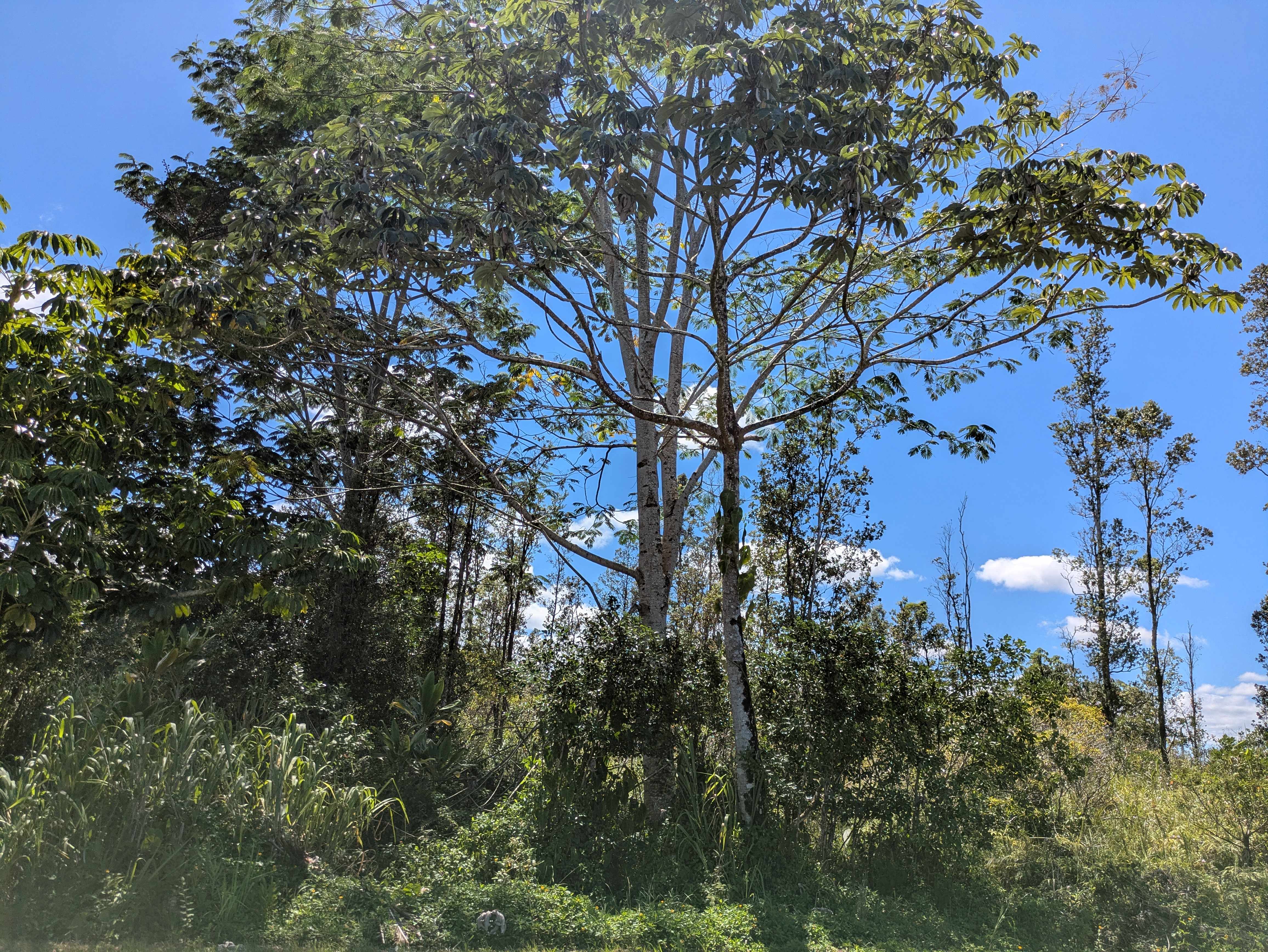 Pahoa, HI 96778,SANDALWOOD DR