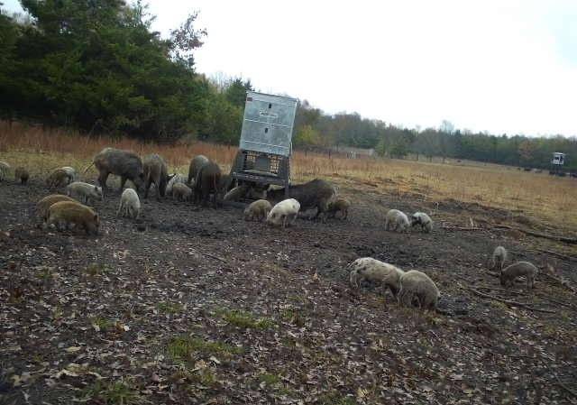 Roxton, TX 75477,80048 County Road 24200