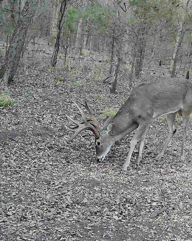 Roxton, TX 75477,80048 County Road 24200