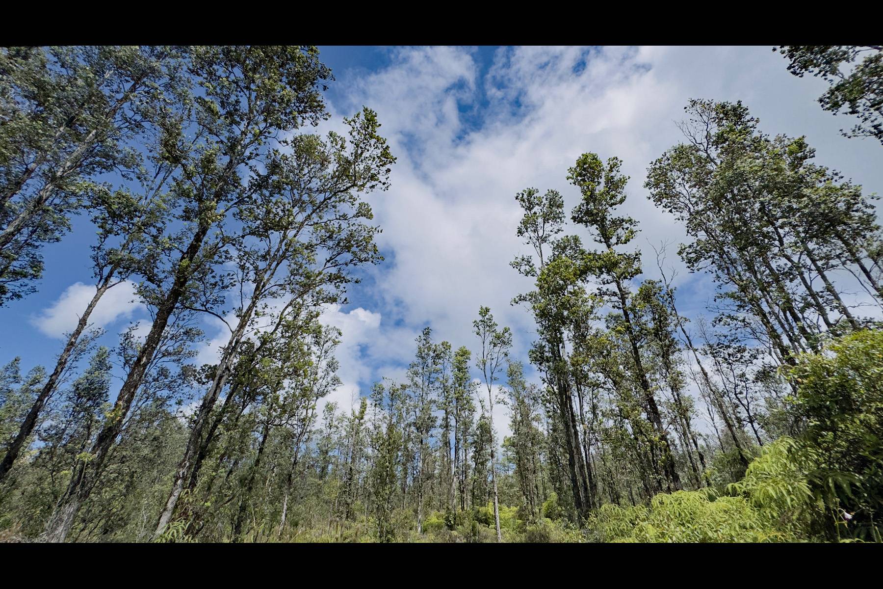 Mountain View, HI 96760,ROAD 8 (MOHO)