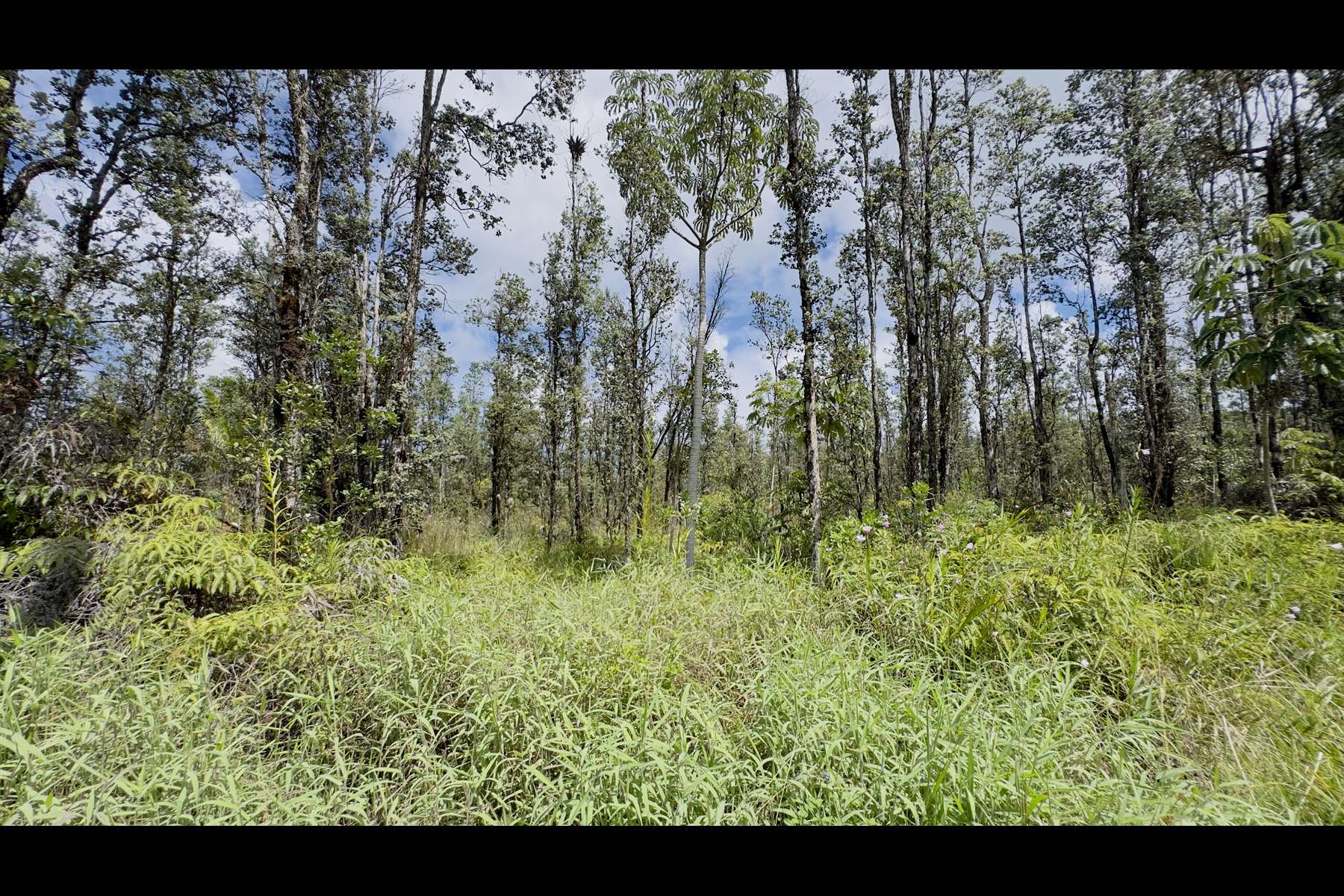 Mountain View, HI 96760,ROAD 8 (MOHO)