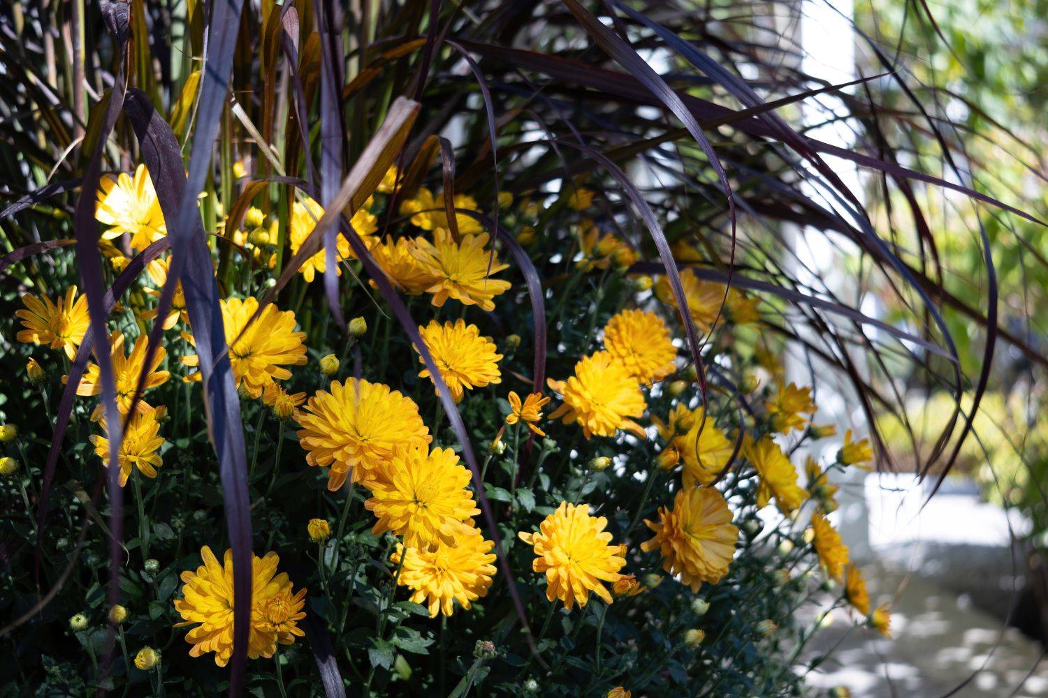 Scugog, ON L9L 1E5,443 Sexton ST