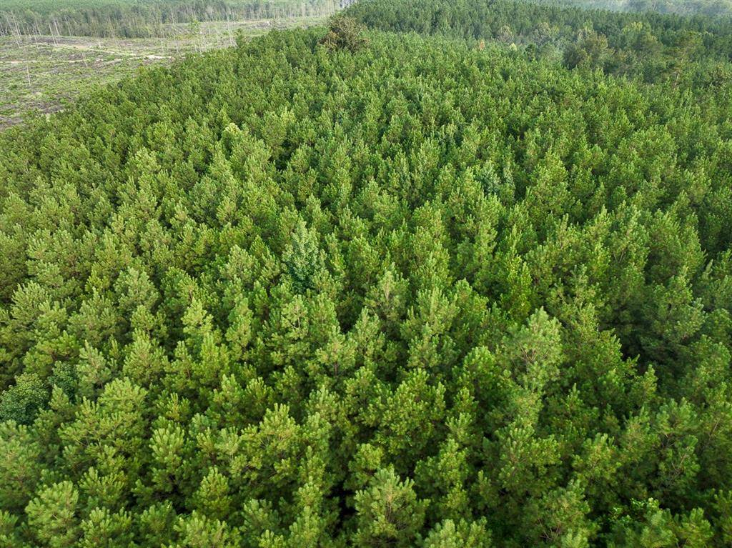 Robeline, LA 71469,3 Big Hill Fire Tower Road