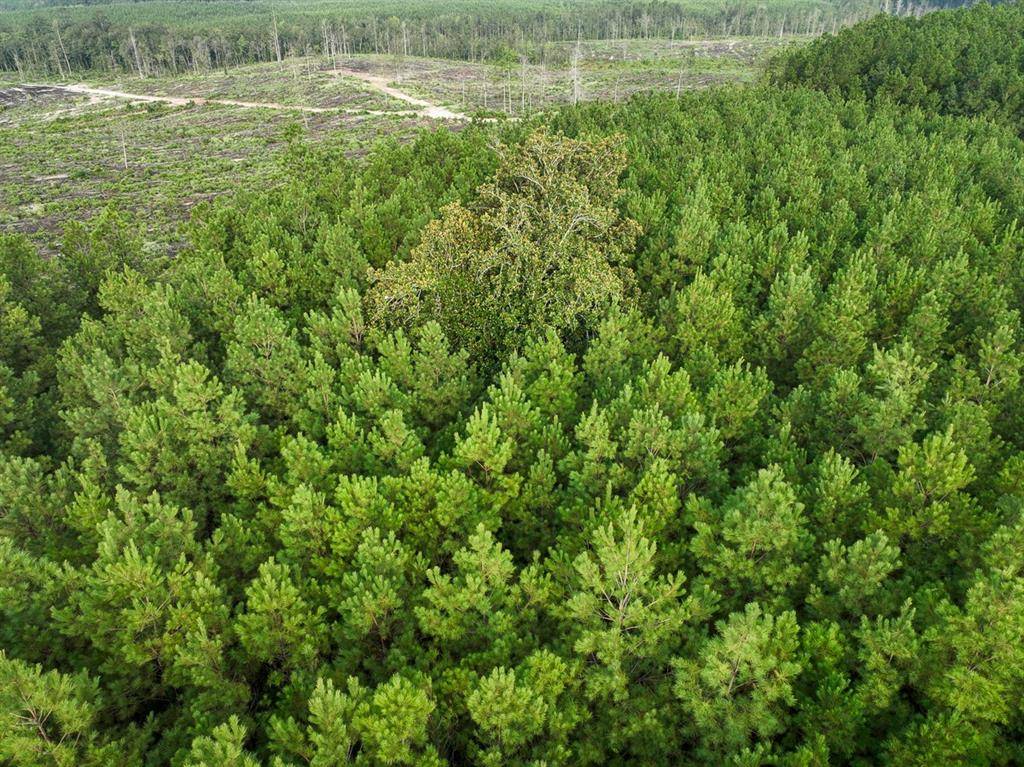 Robeline, LA 71469,3 Big Hill Fire Tower Road