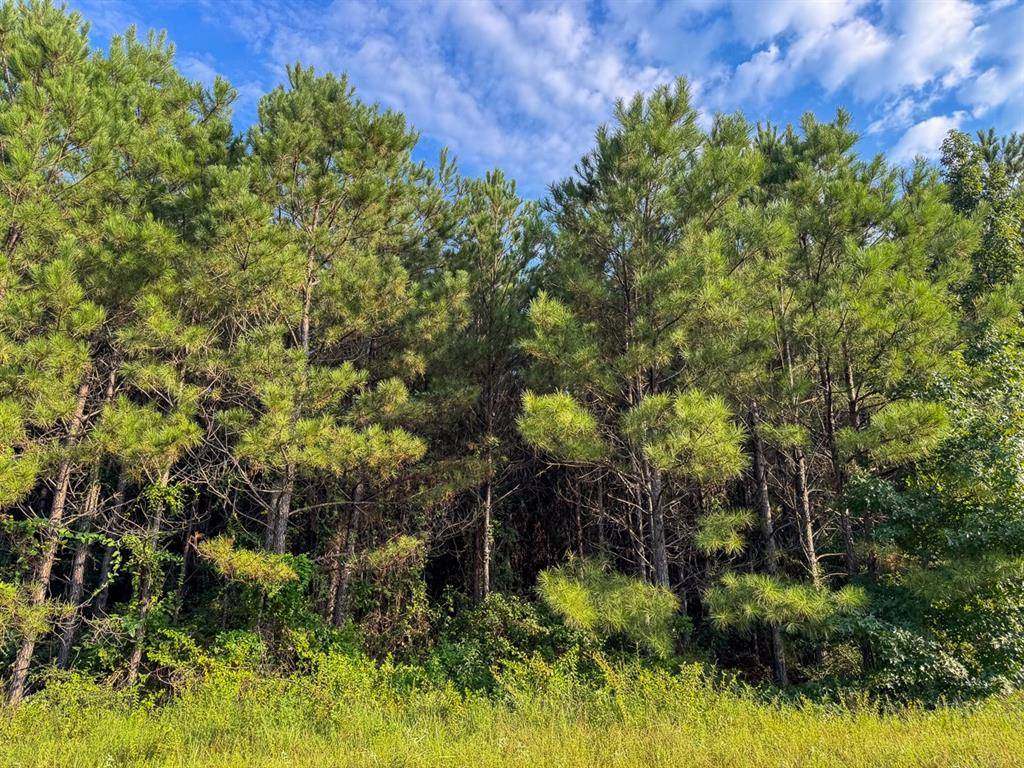 Robeline, LA 71469,3 Big Hill Fire Tower Road