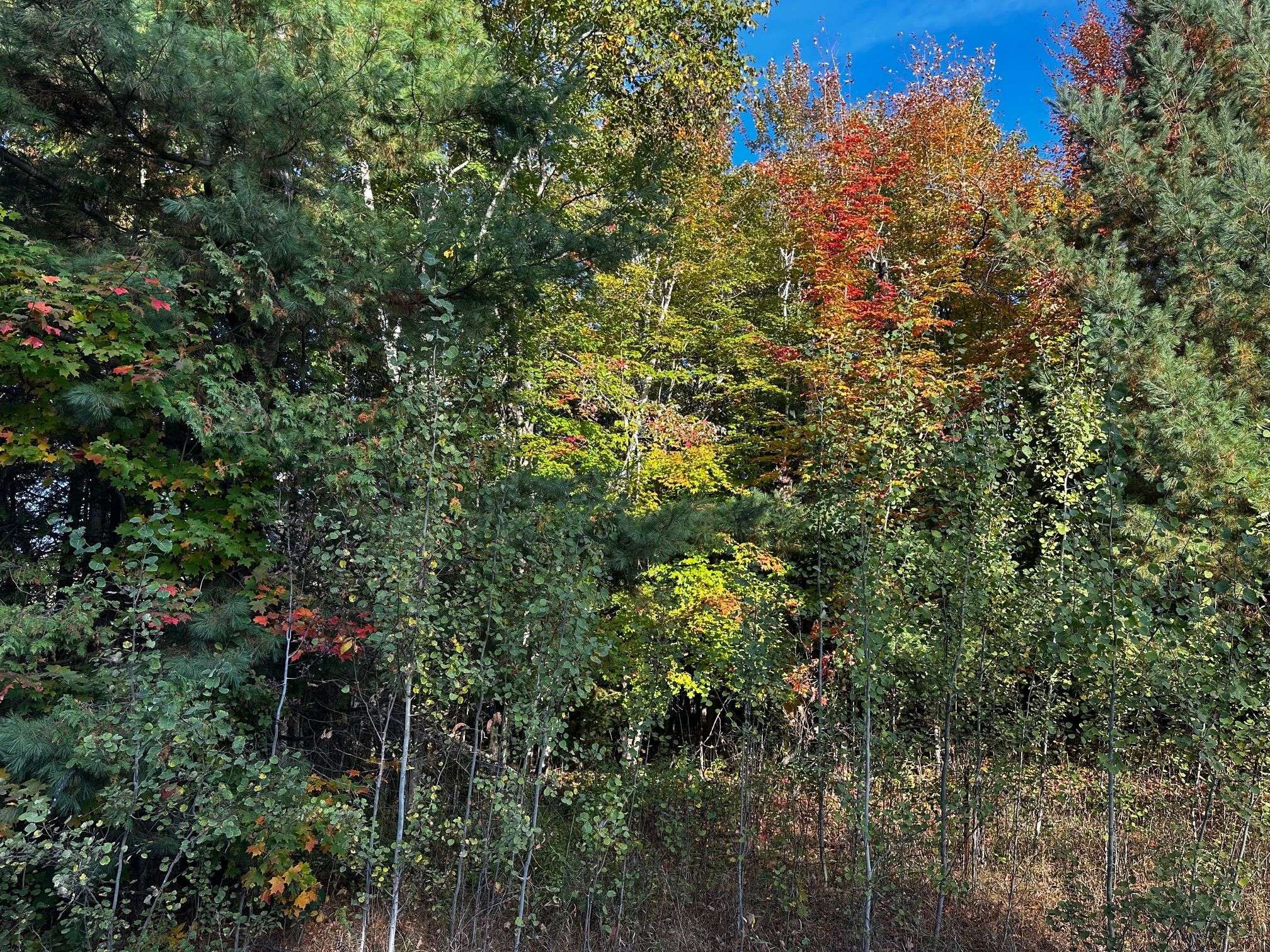 Constance Bay - Dunrobin - Kilmaurs - Woodlawn, ON K0A 1T0,515 Vances side RD N