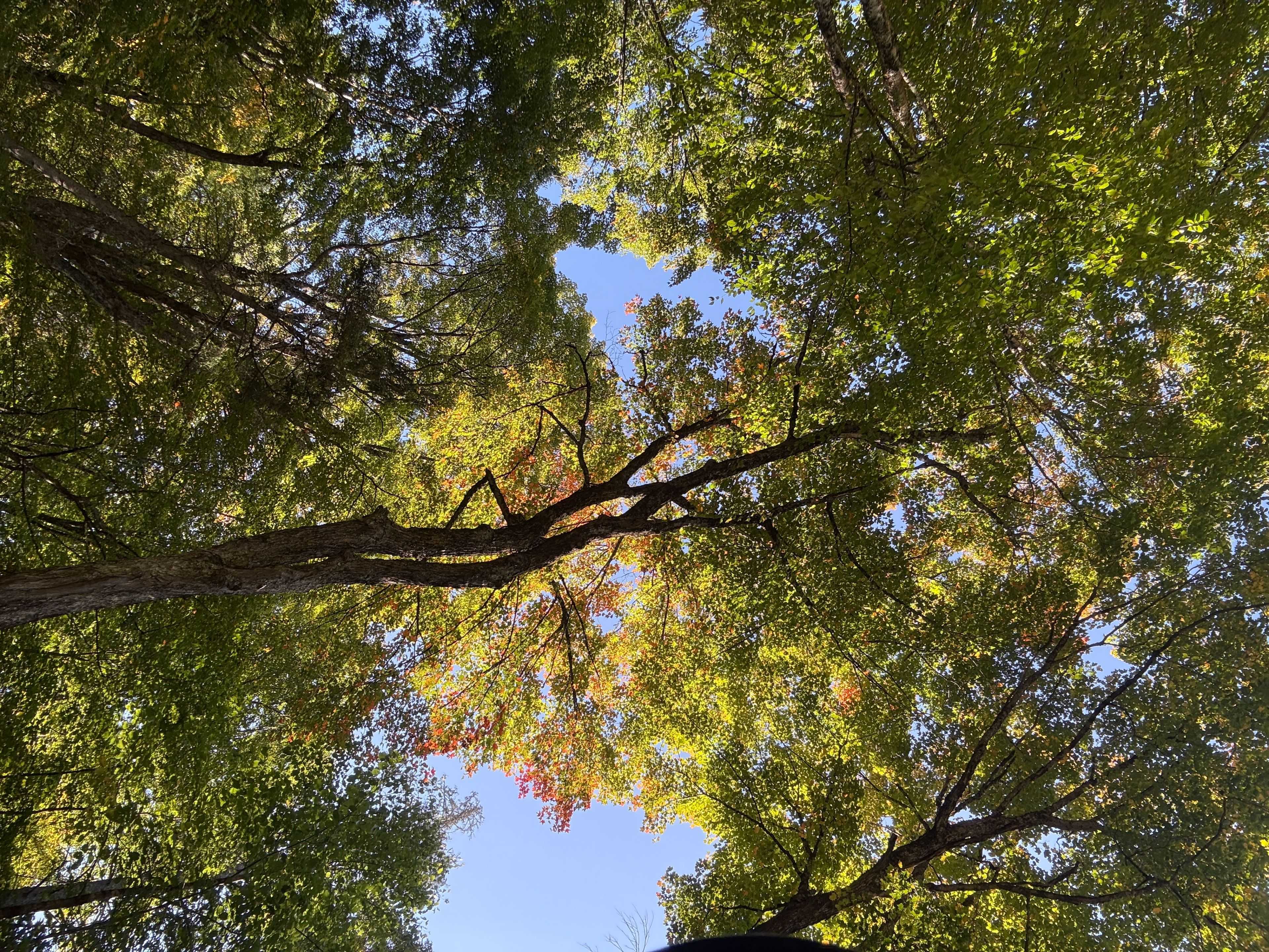 Huntsville, ON P1H 2J3,1378 North Mary Lake RD