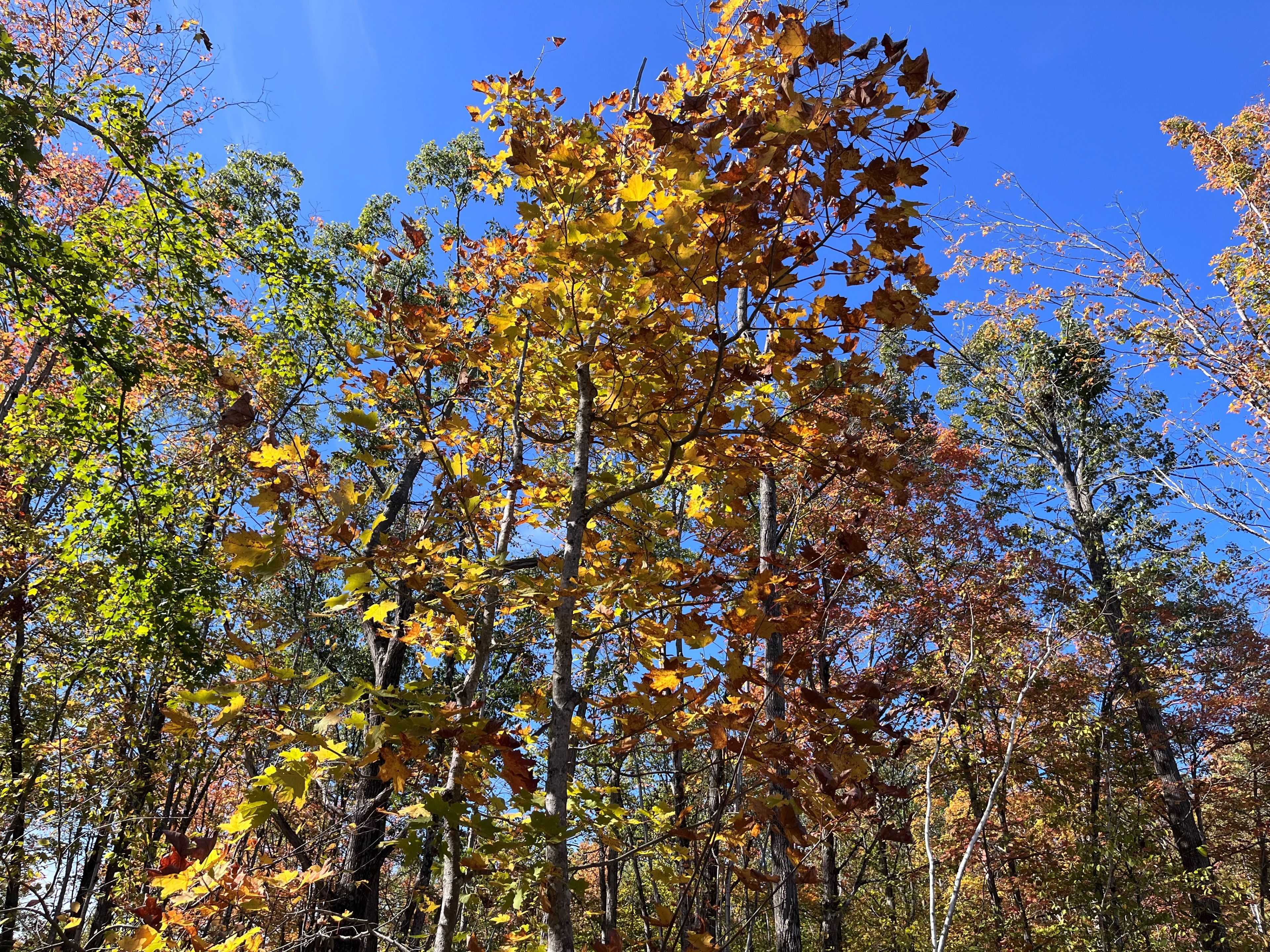 Douro-dummer, ON K0L 2C0,8 Hickson RD