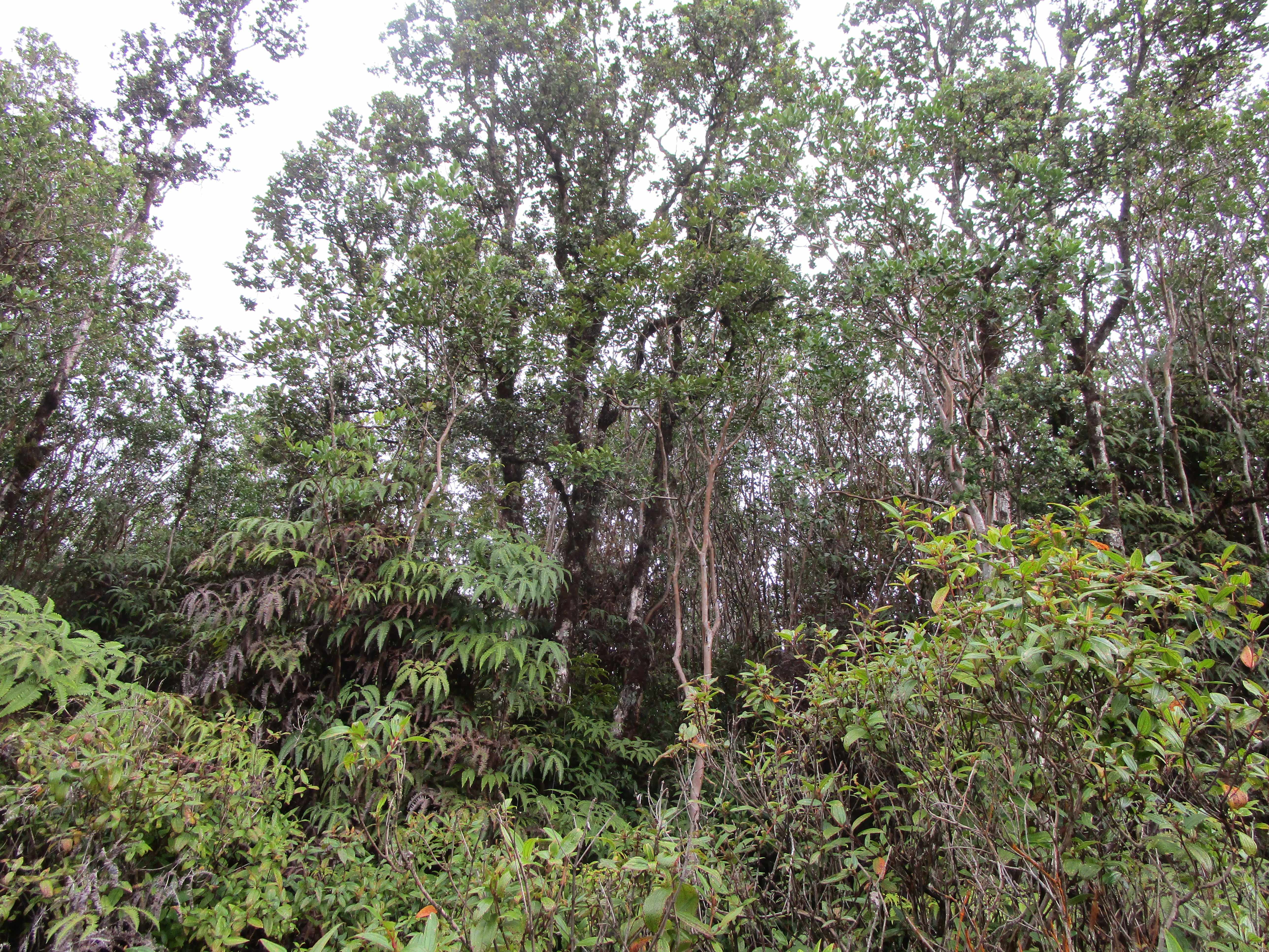 Mountain View, HI 96760,ROAD 1 (UHINI ANA)