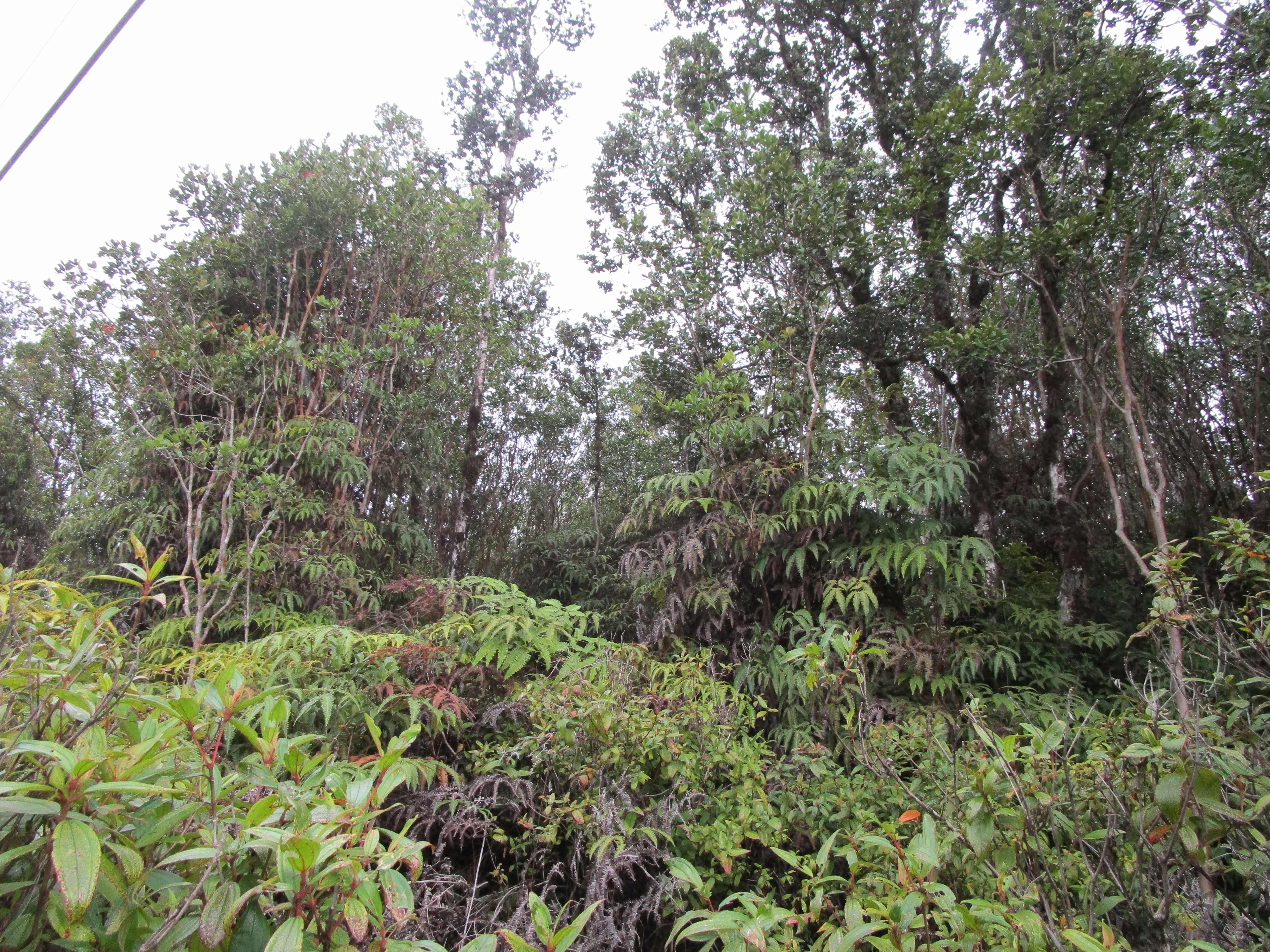 Mountain View, HI 96760,ROAD 1 (UHINI ANA)