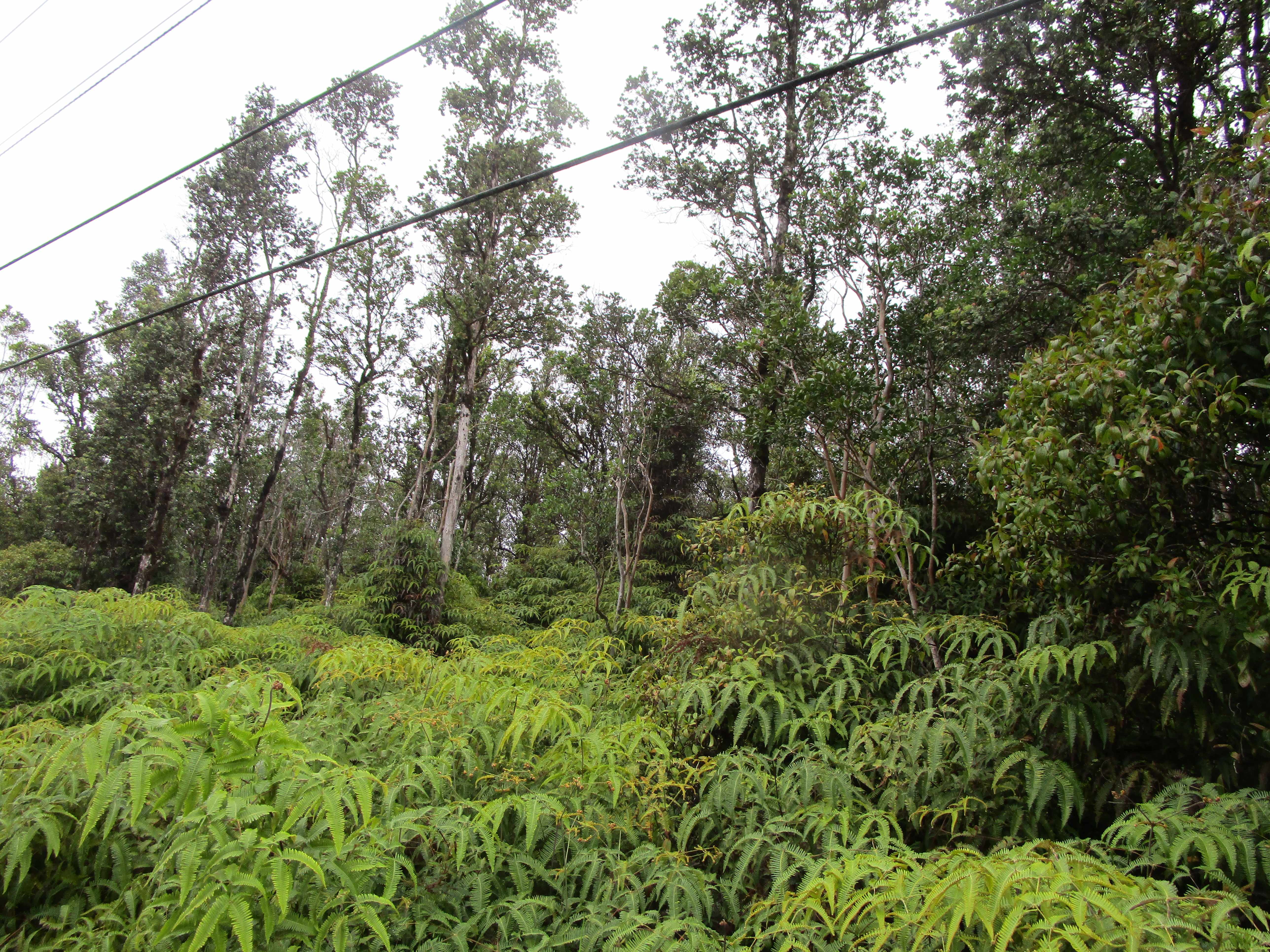 Mountain View, HI 96760,ROAD 1 (UHINI ANA)