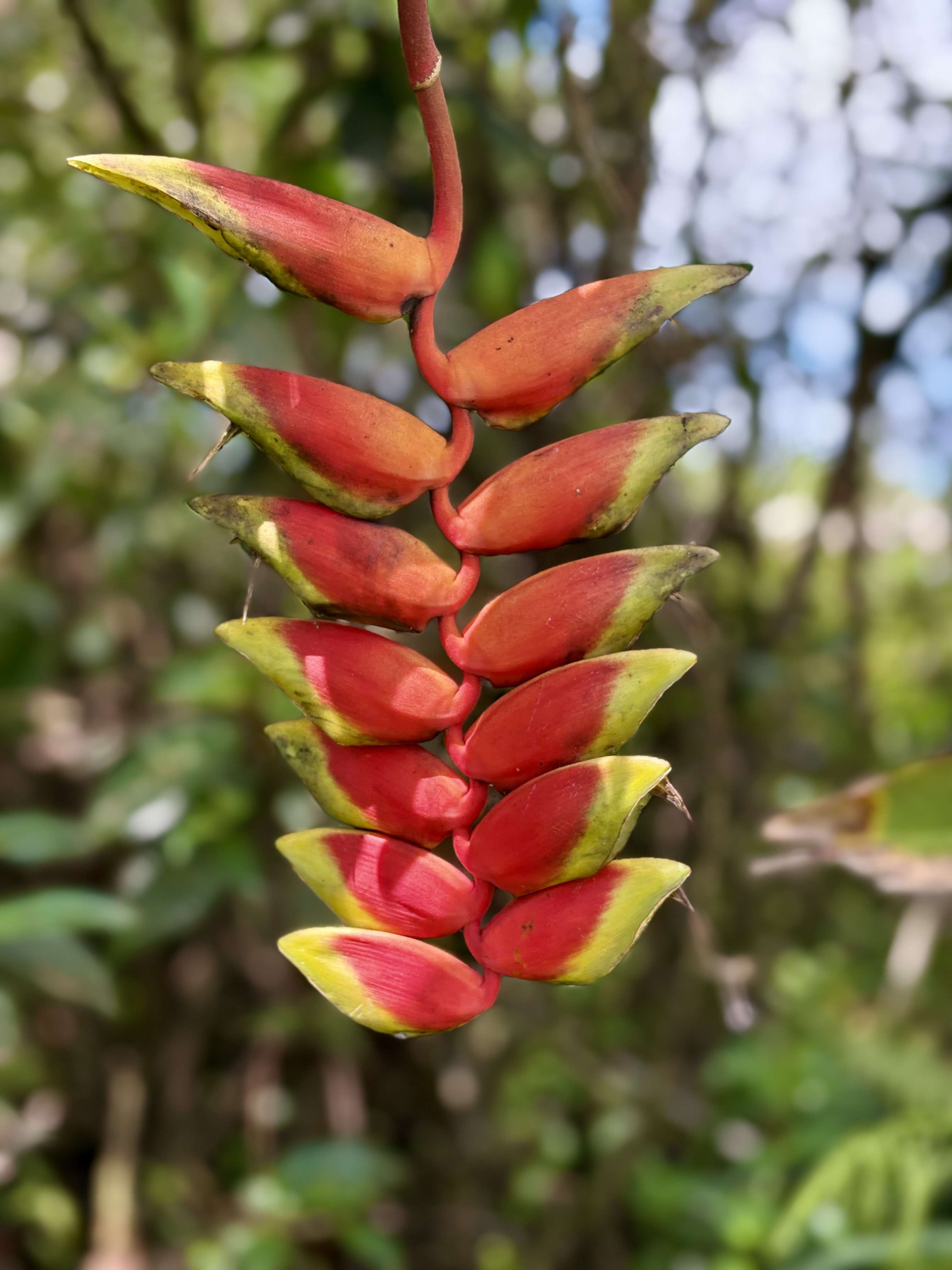 Keaau, HI 96749,KIELE ST